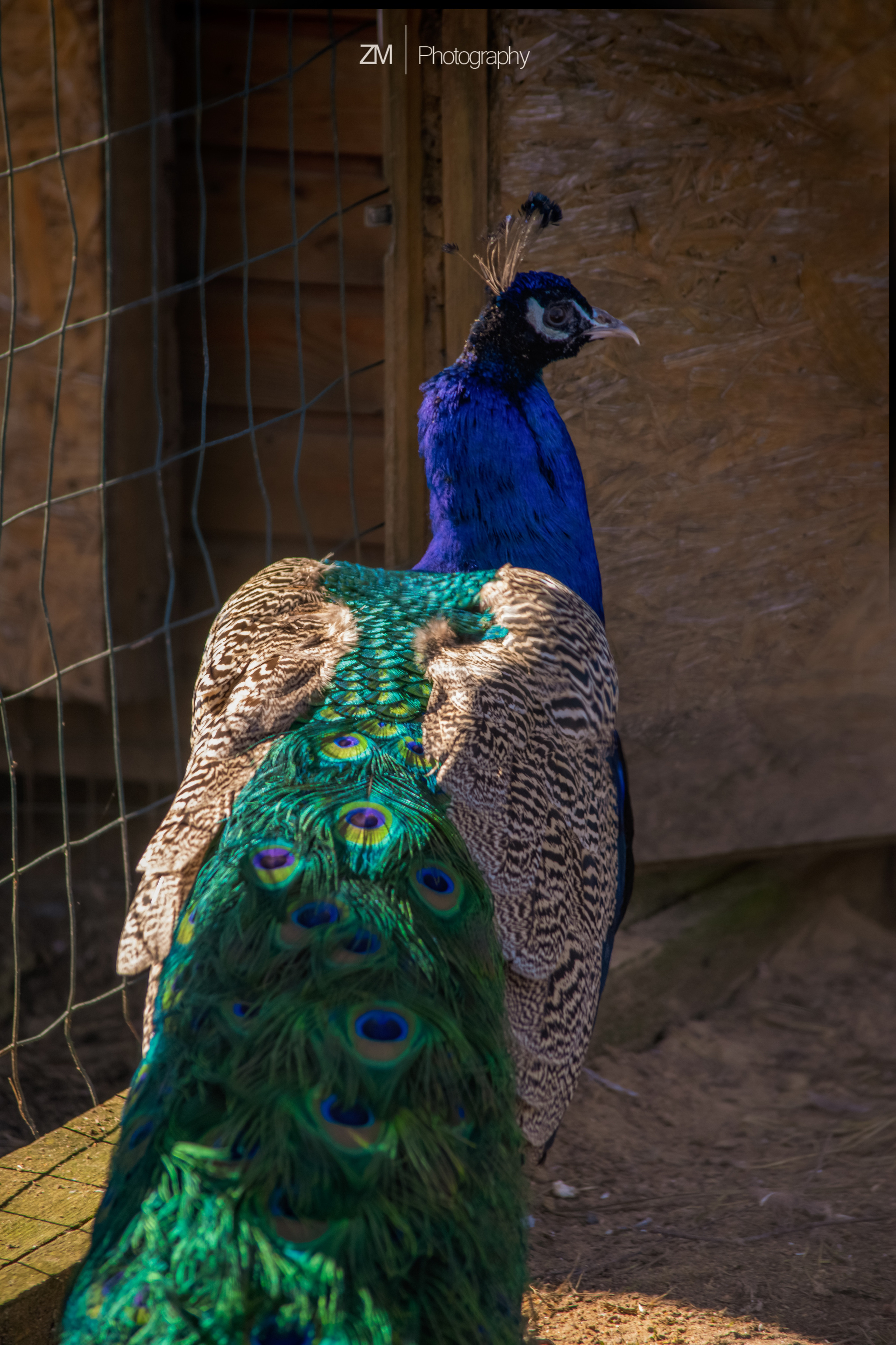 Фотосъемка животных в зоопарке. Фотограф людей и животных в Санкт-Петербурге Марина Бурмистрова