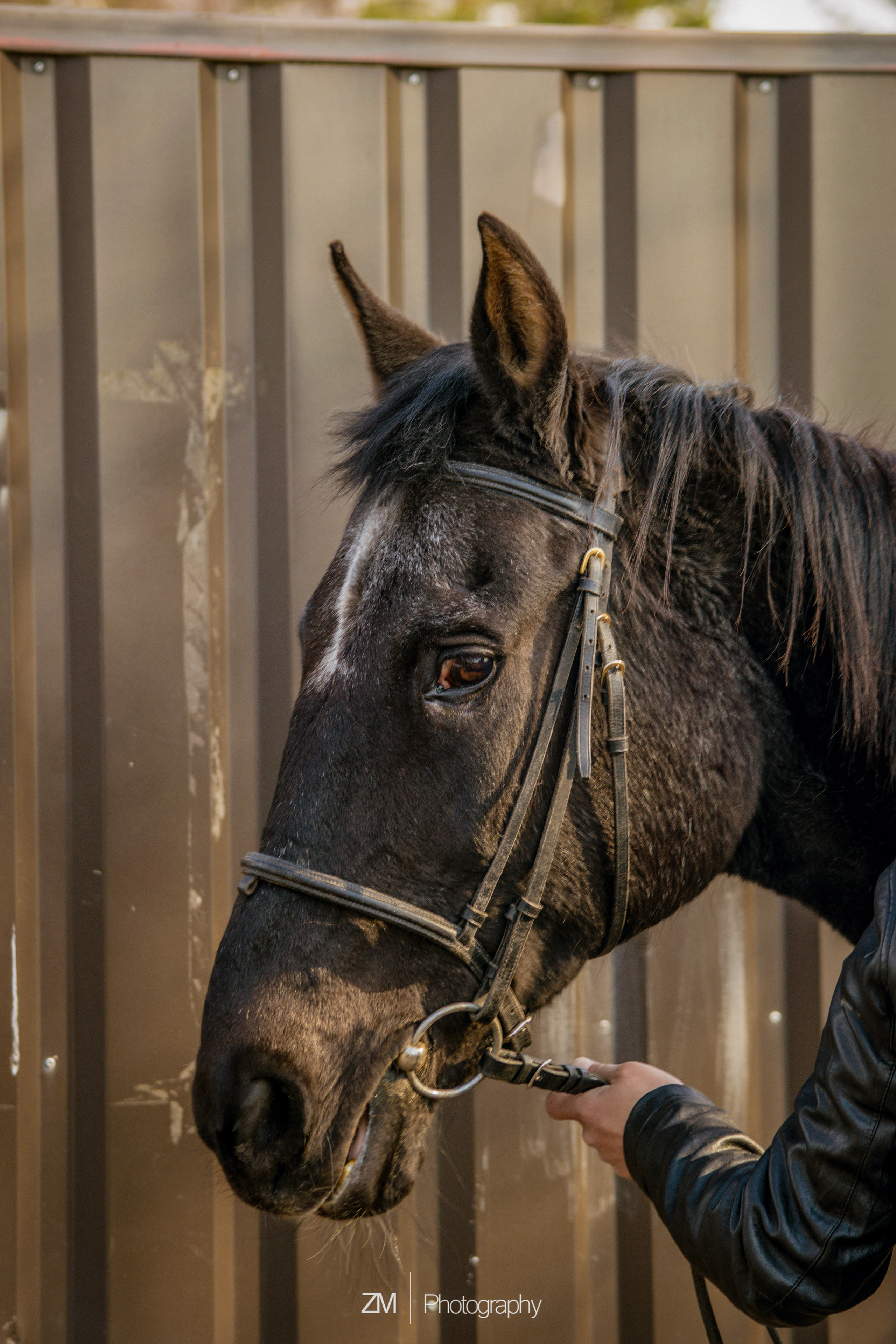 Фотосъемка животных в зоопарке. Фотограф людей и животных в Санкт-Петербурге Марина Бурмистрова