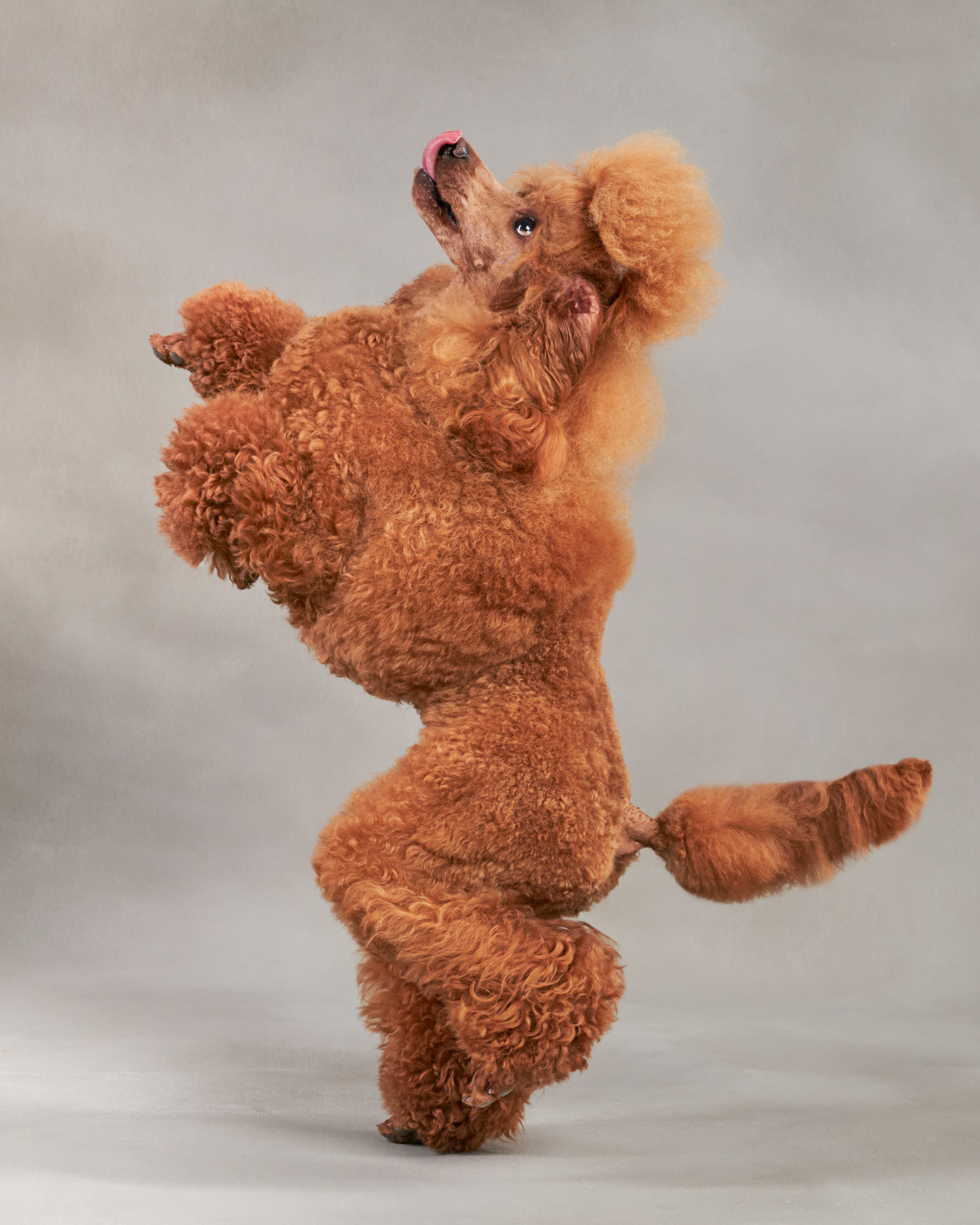 Анималистика. Студийные съемки. Фотограф людей и животных в Санкт-Петербурге Марина Бурмистрова