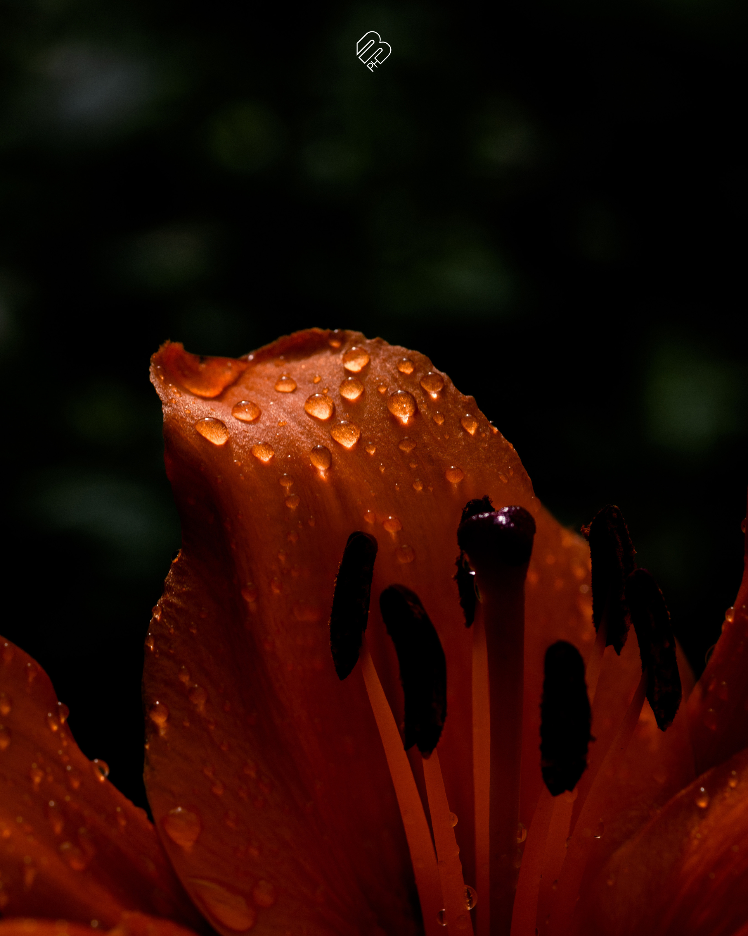 Фотографии цветов. Фотограф людей и животных в Санкт-Петербурге Марина Бурмистрова