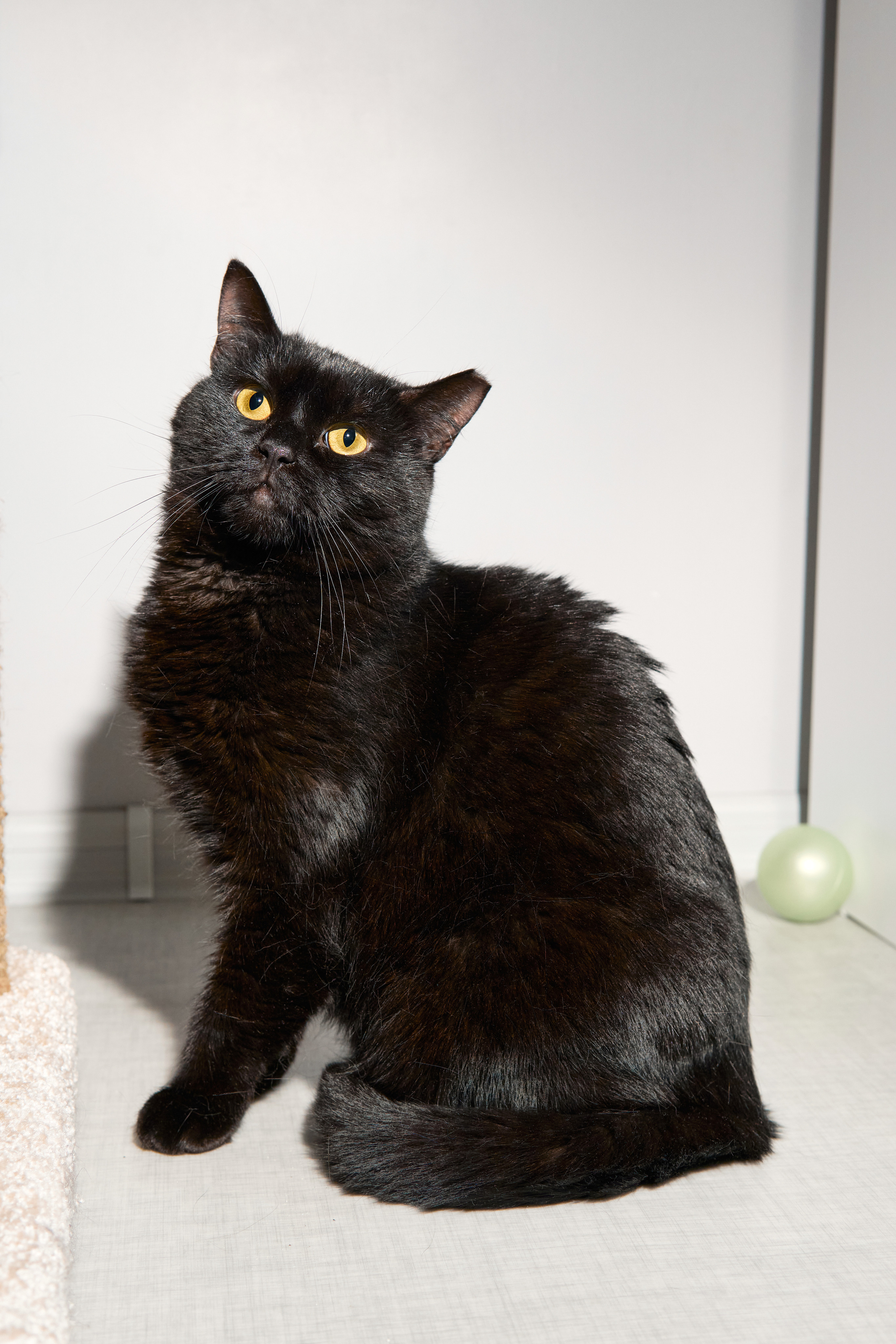 Съемка кошечки для пристройства. Фотограф людей и животных в Санкт-Петербурге Марина Бурмистрова