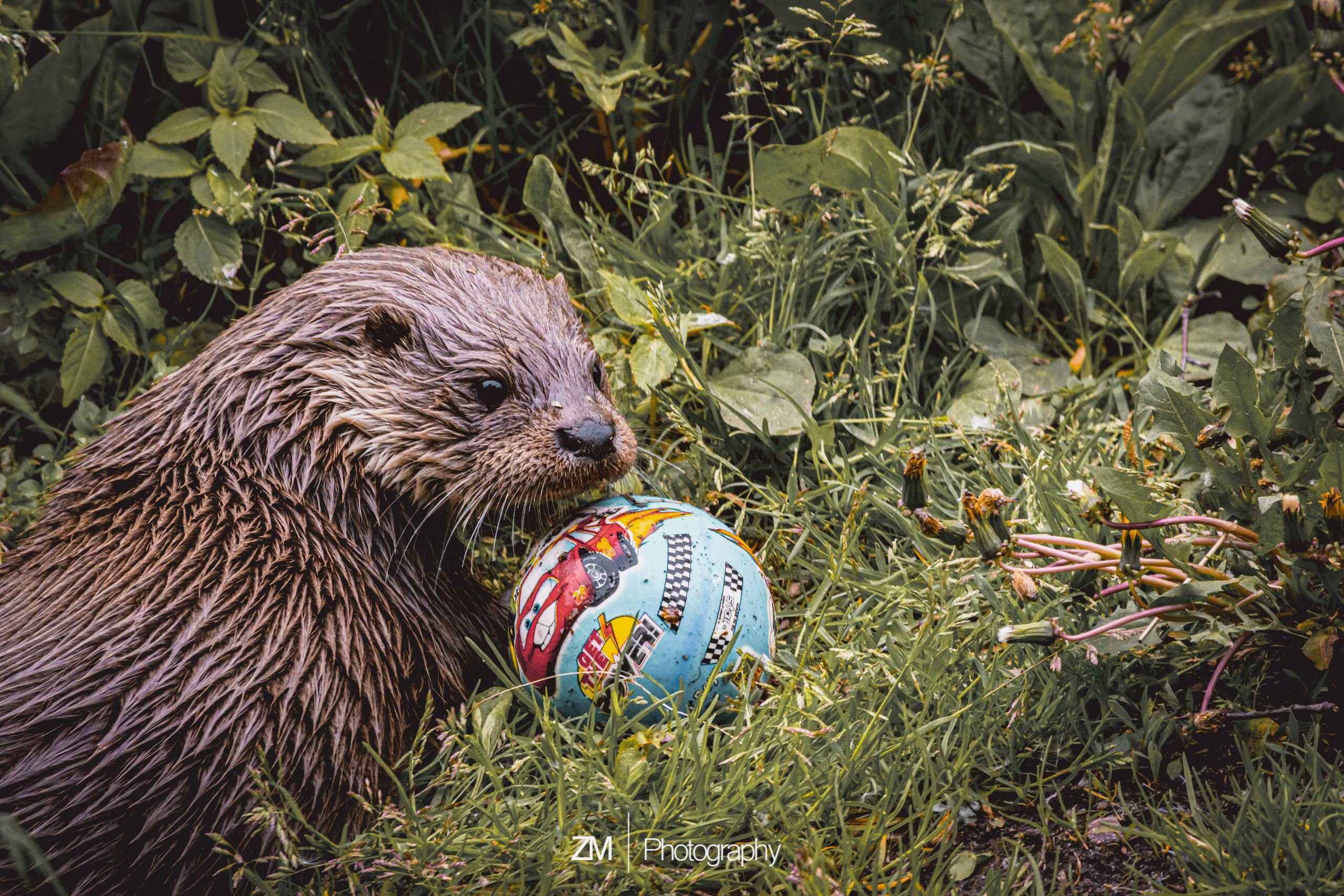 Фотосъемка животных в зоопарке. Фотограф людей и животных в Санкт-Петербурге Марина Бурмистрова