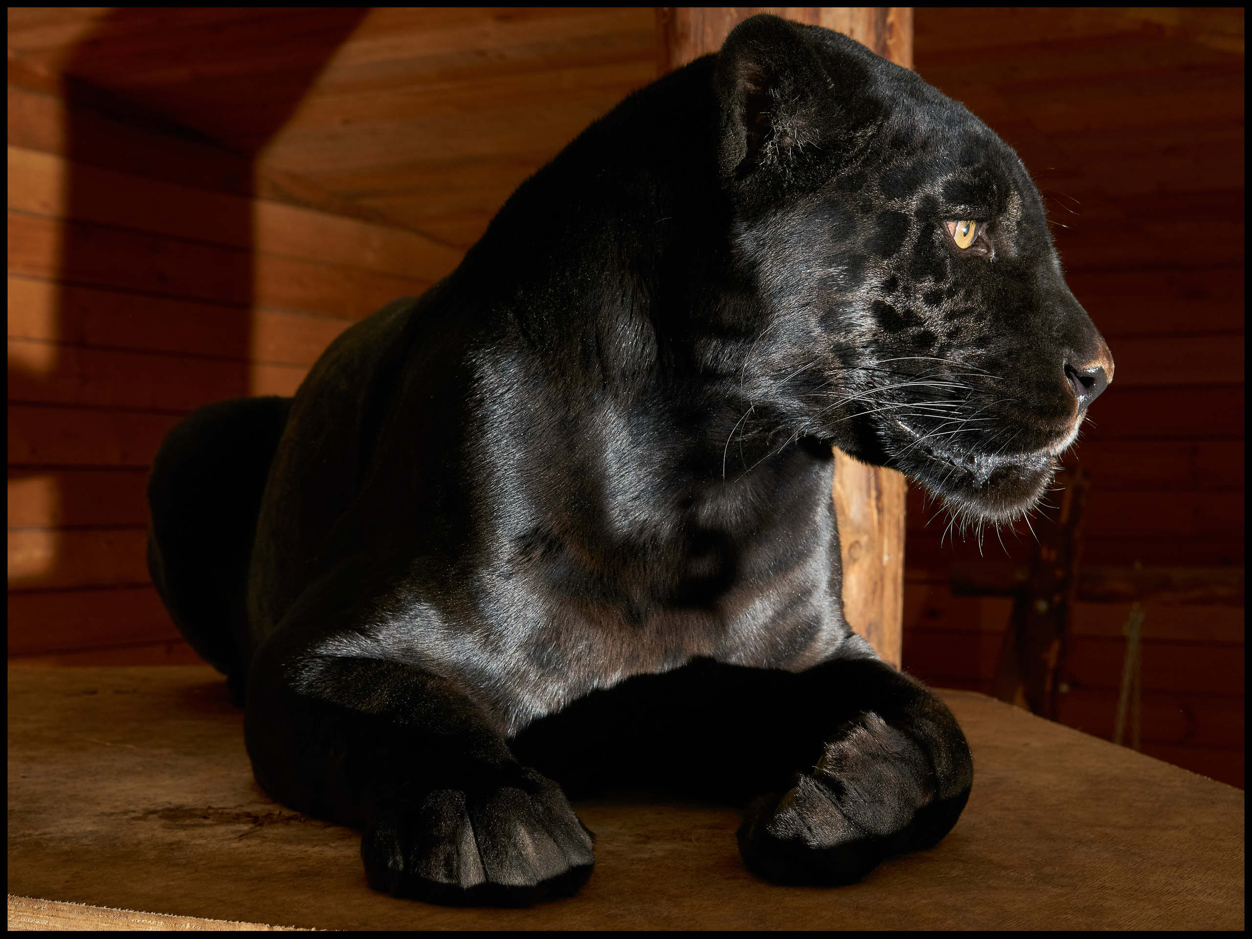 Фотосъемка животных в зоопарке. Фотограф людей и животных в Санкт-Петербурге Марина Бурмистрова