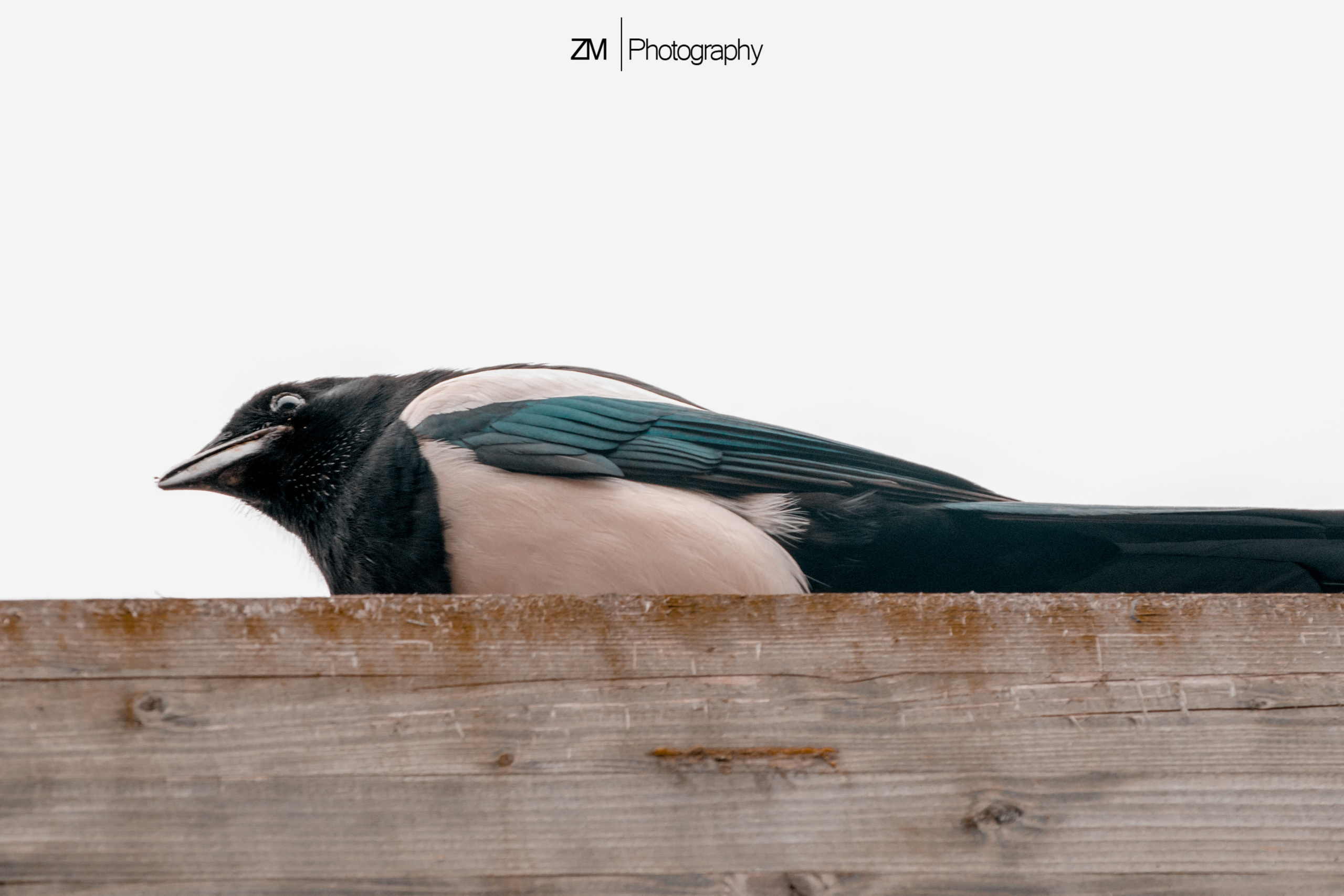 Фотосъемка животных в зоопарке. Фотограф людей и животных в Санкт-Петербурге Марина Бурмистрова