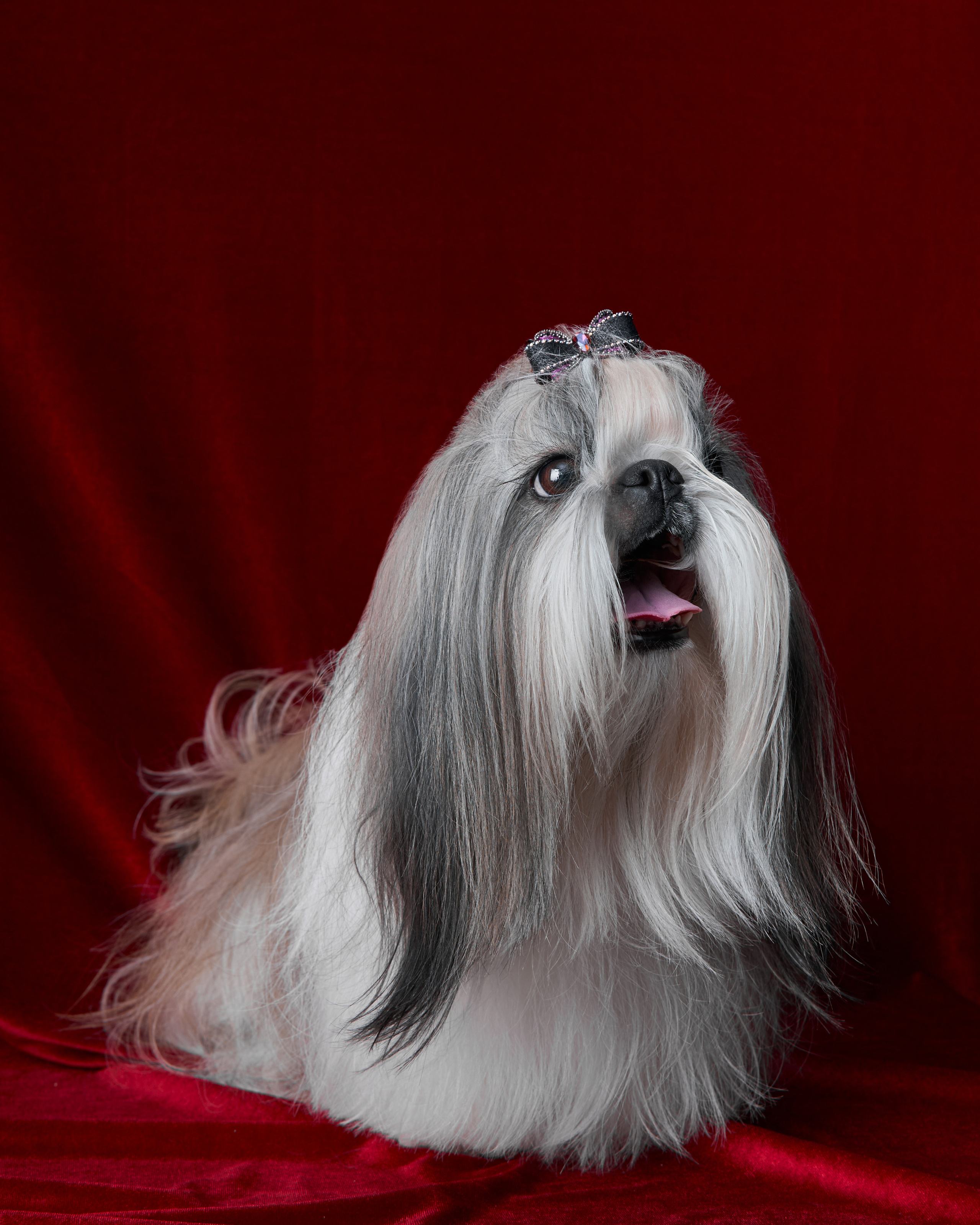 фотосессия ши-тцу на красном бархатном фоне в студии
