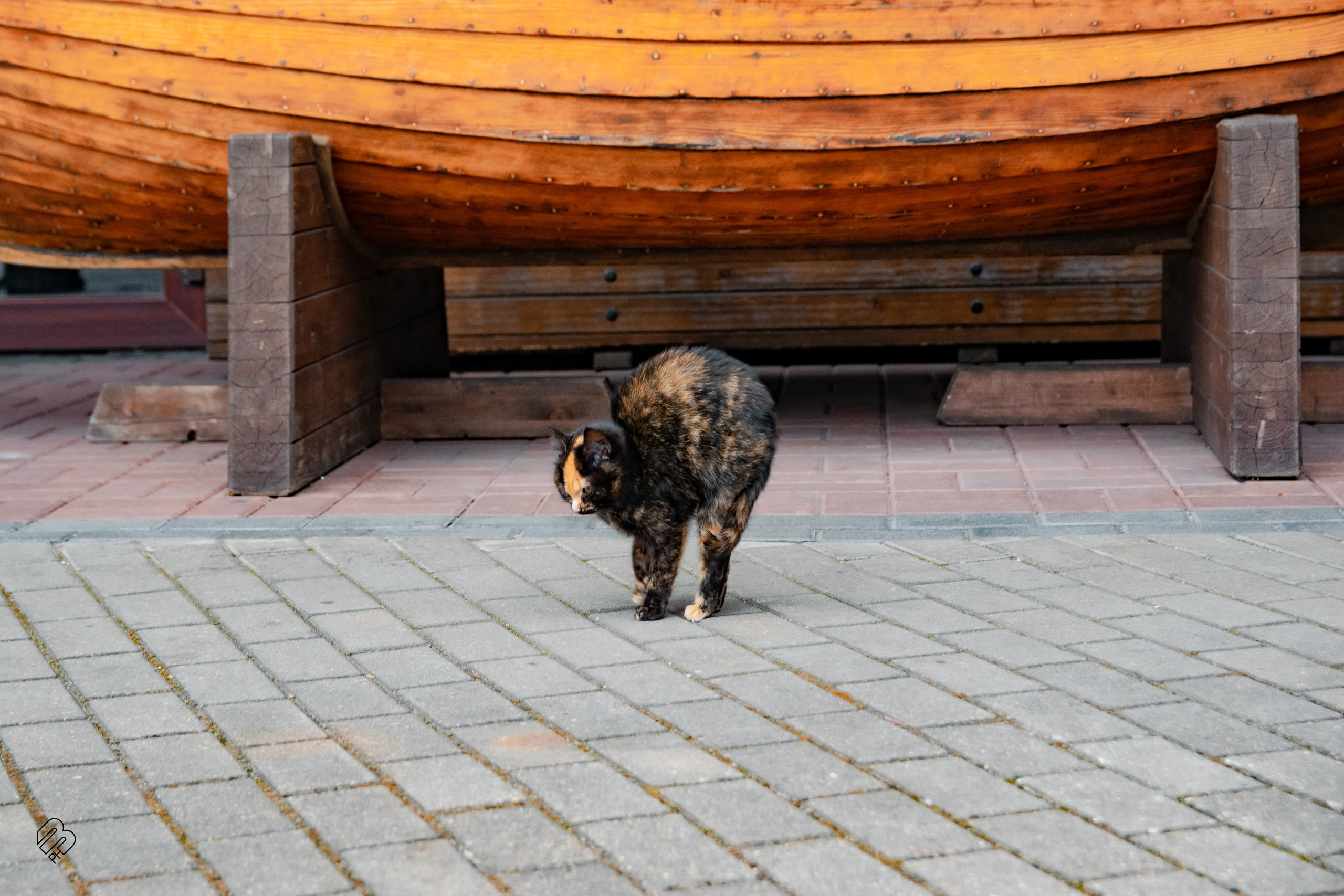 Поездка в Калининград. Фотограф людей и животных в Санкт-Петербурге Марина Бурмистрова