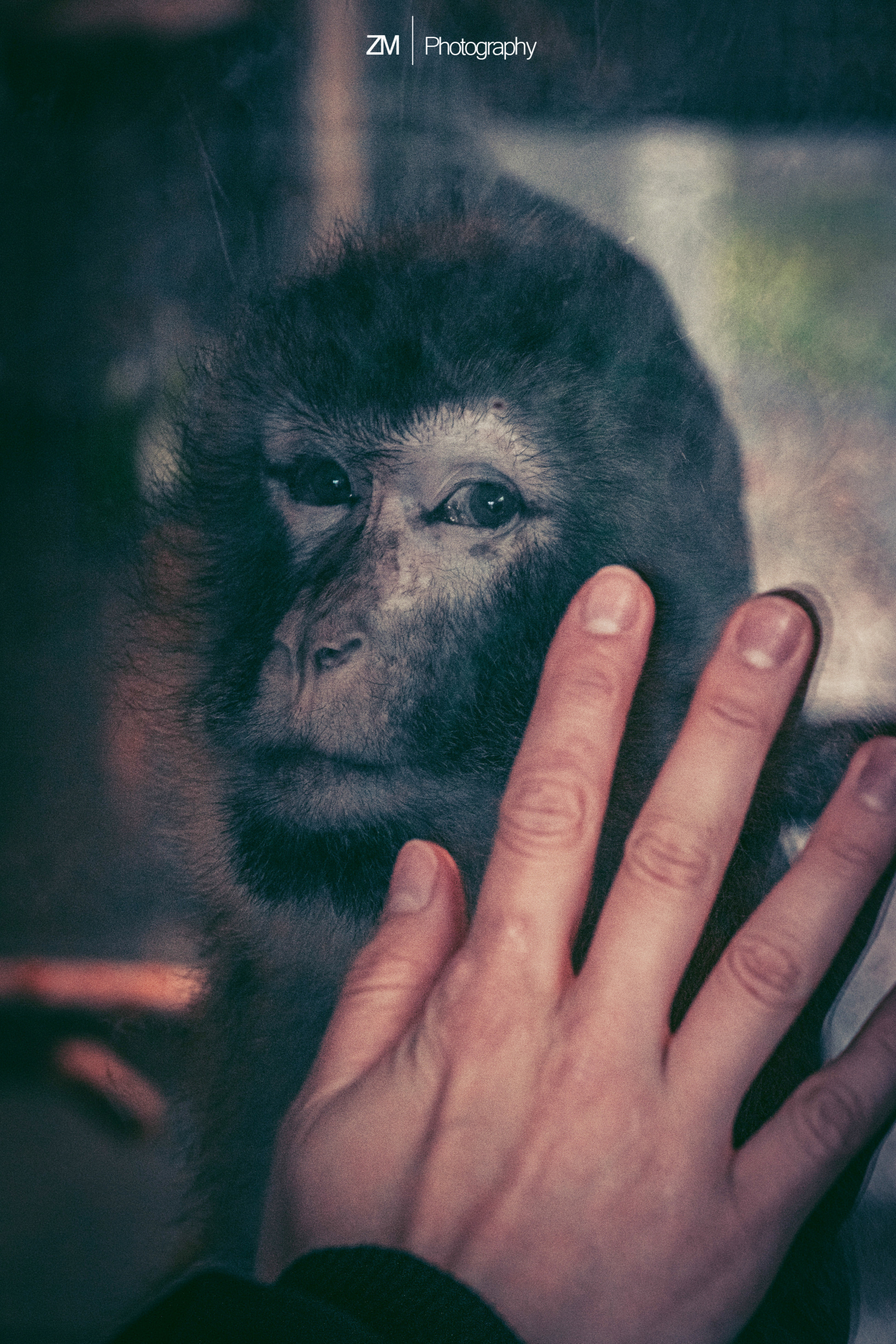 Фотосъемка животных в зоопарке. Фотограф людей и животных в Санкт-Петербурге Марина Бурмистрова