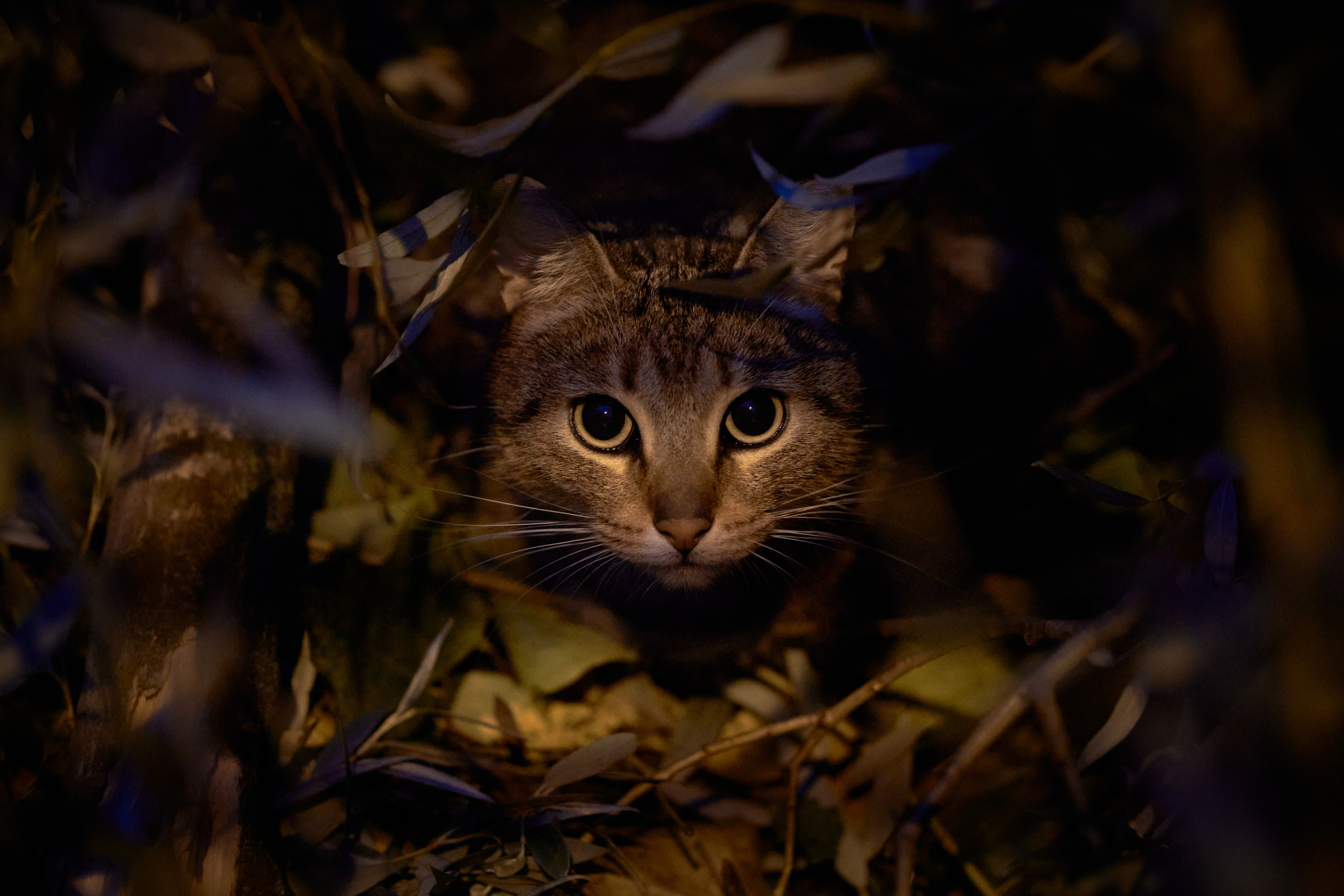 Фотограф людей и животных в Санкт-Петербурге Марина Бурмистрова