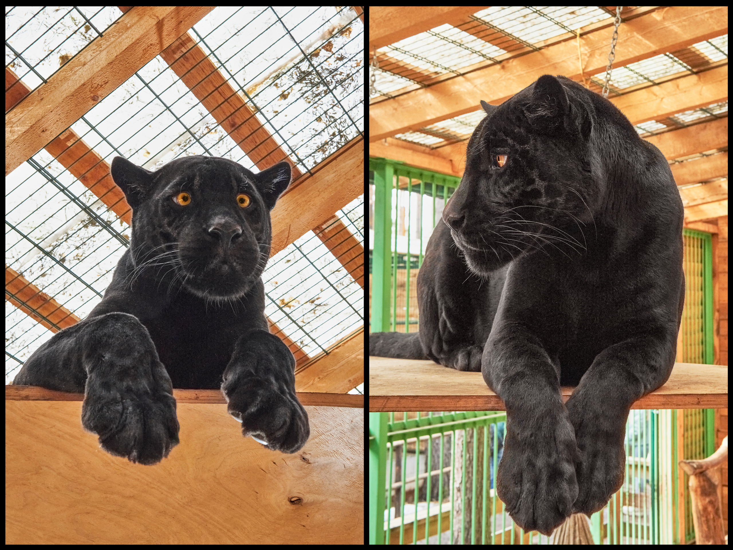 Фотосъемка животных в зоопарке. Фотограф людей и животных в Санкт-Петербурге Марина Бурмистрова