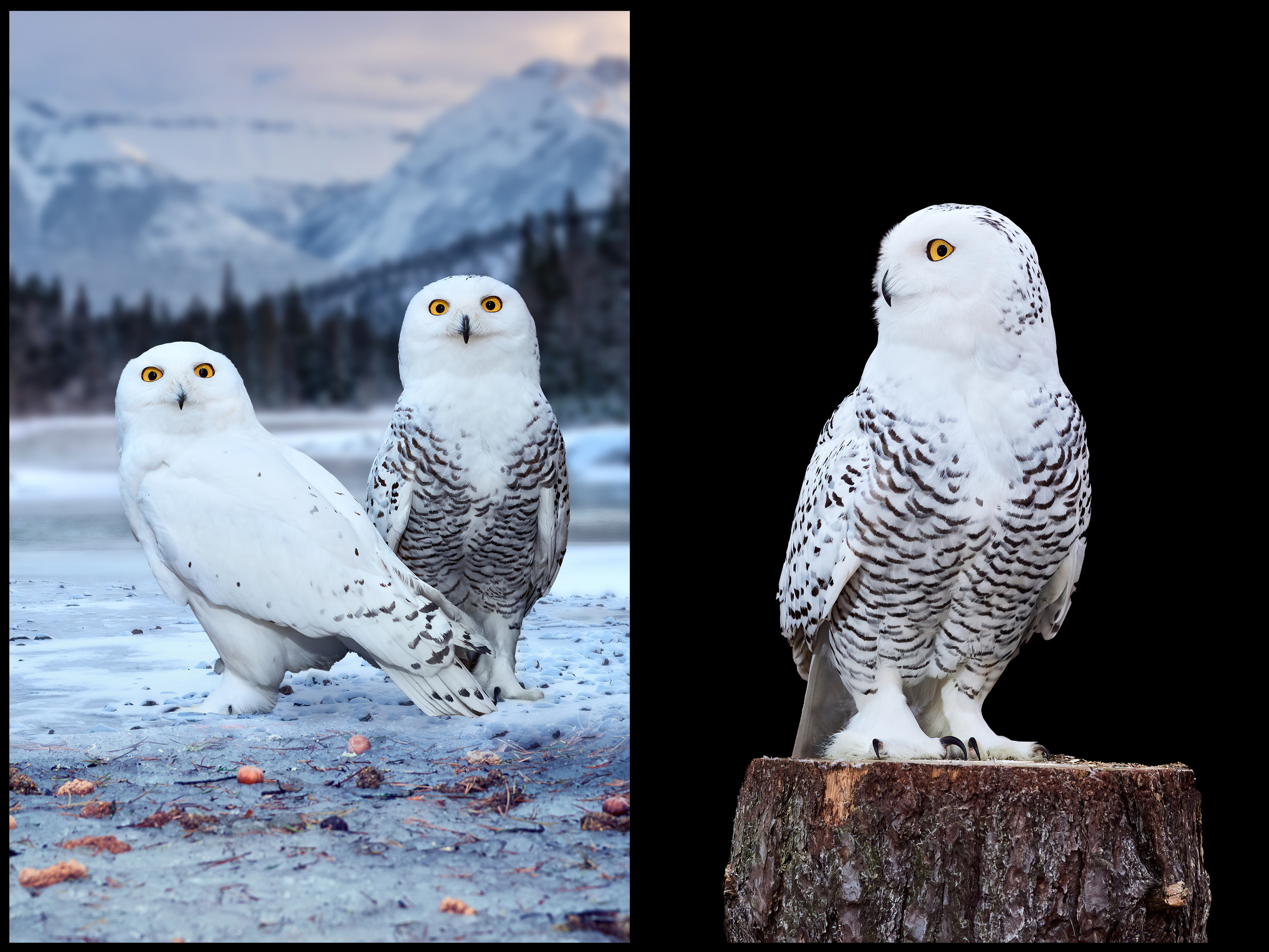 Фотосъемка животных в зоопарке. Фотограф людей и животных в Санкт-Петербурге Марина Бурмистрова