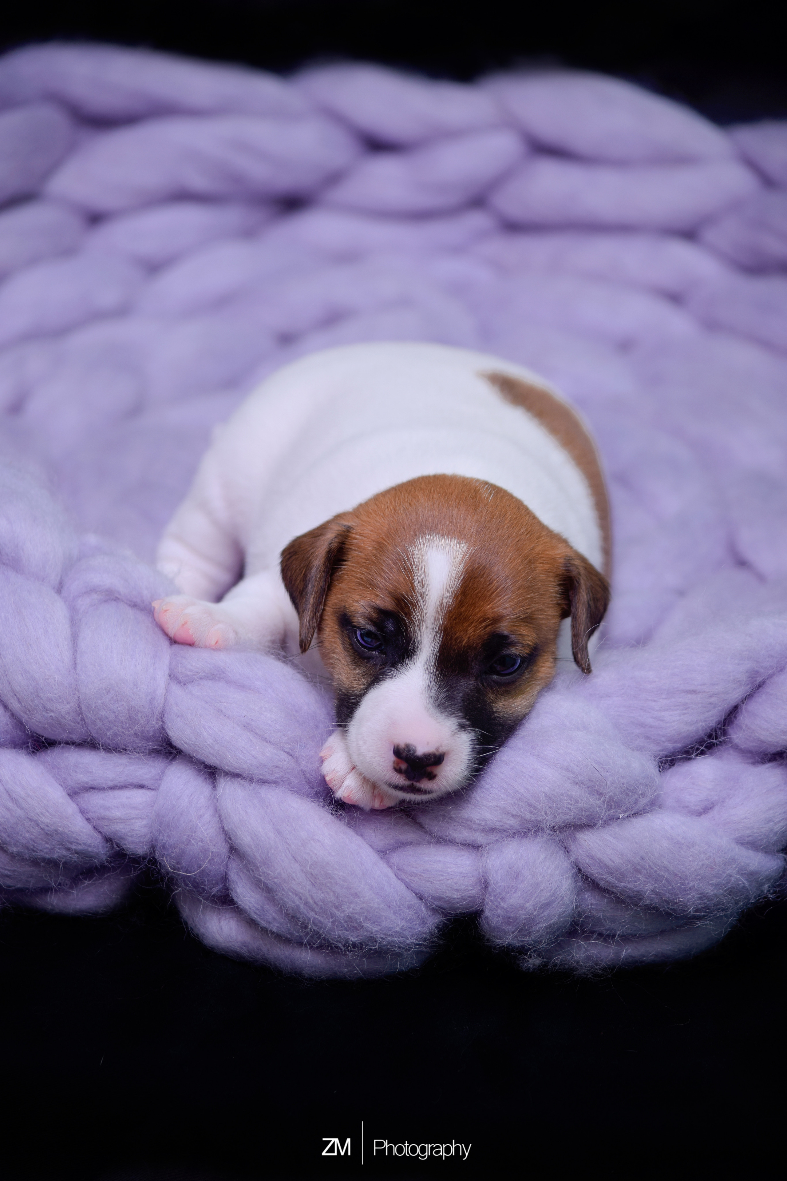 Съемка щенков и родителей. Фотограф людей и животных в Санкт-Петербурге Марина Бурмистрова