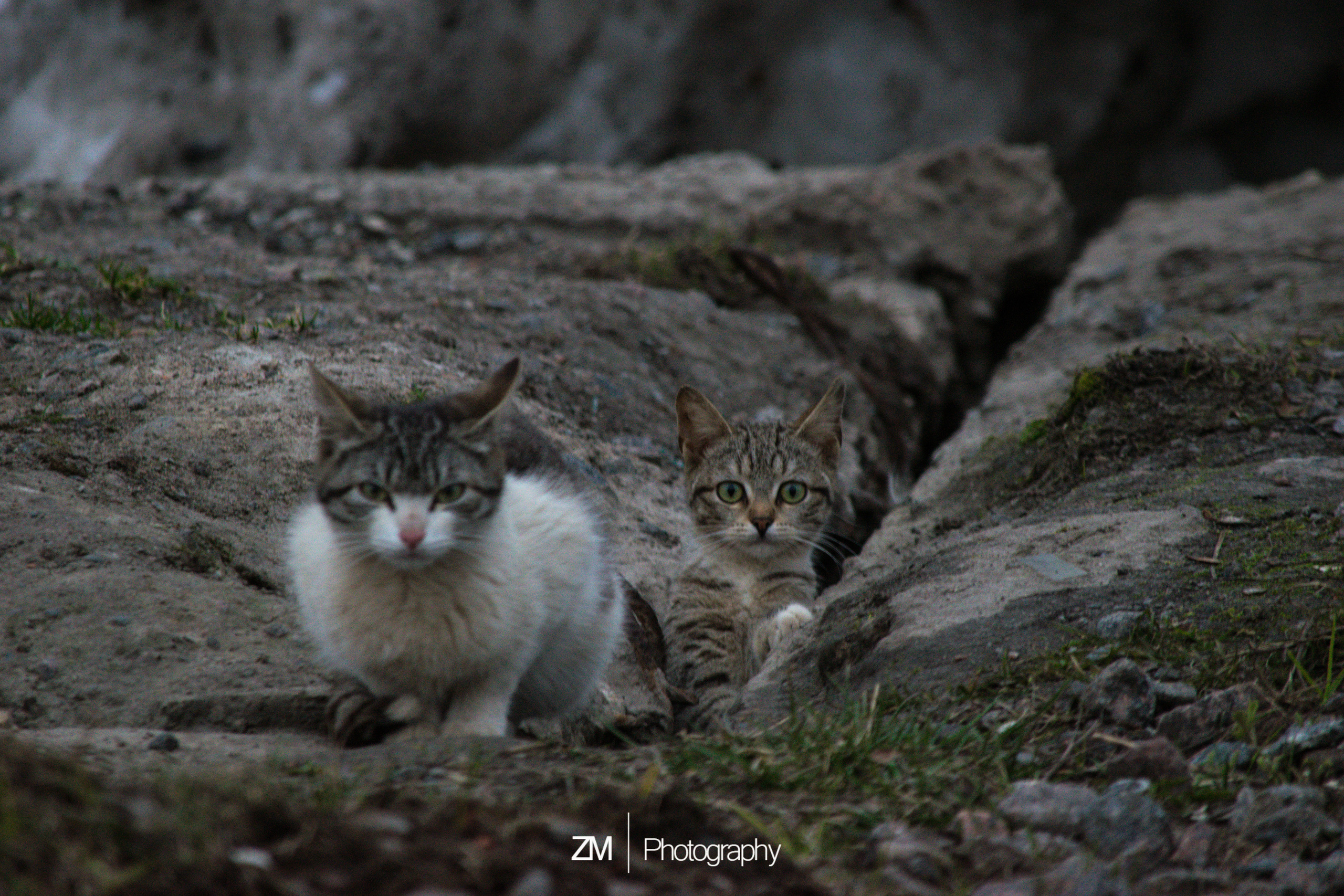 Фотоистории кошачьих. Фотограф людей и животных в Санкт-Петербурге Марина Бурмистрова