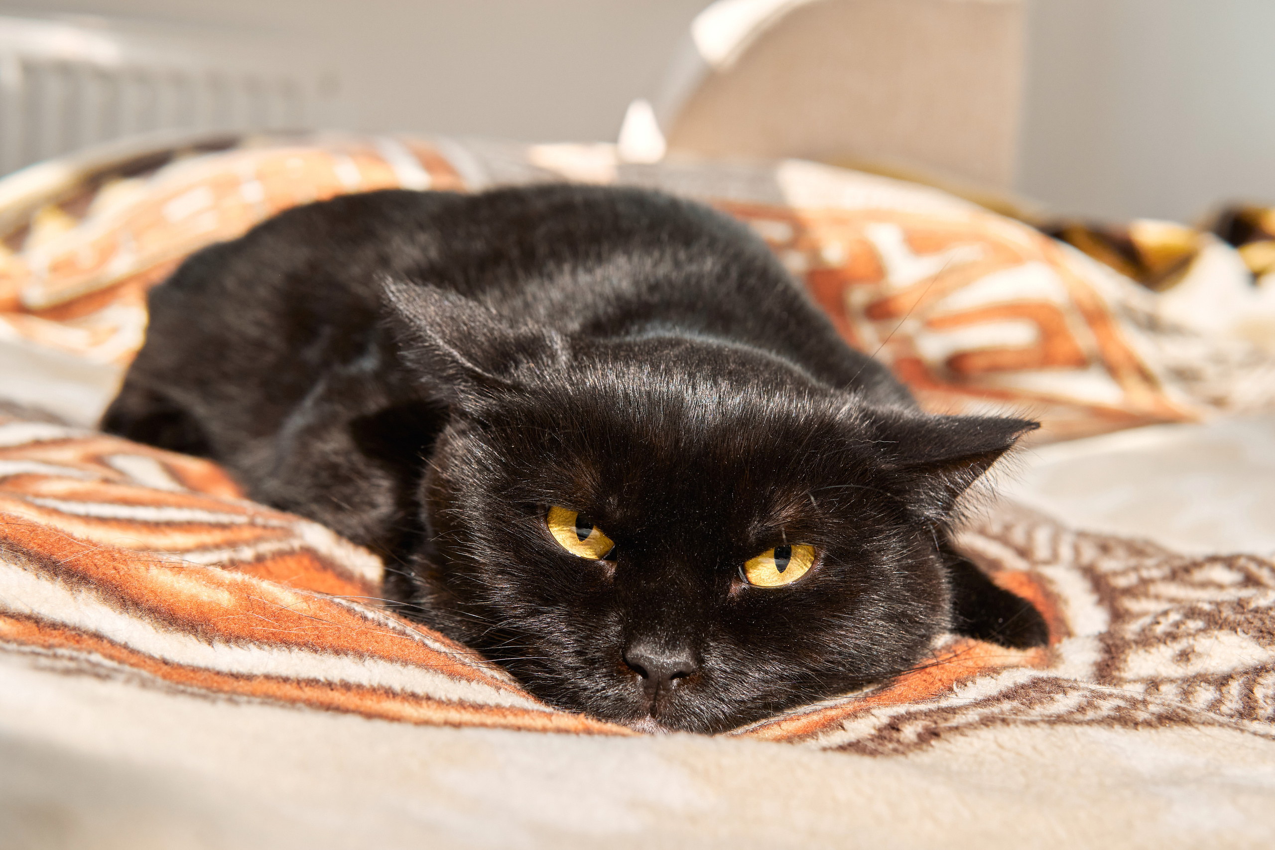 Съемка кошечки для пристройства. Фотограф людей и животных в Санкт-Петербурге Марина Бурмистрова