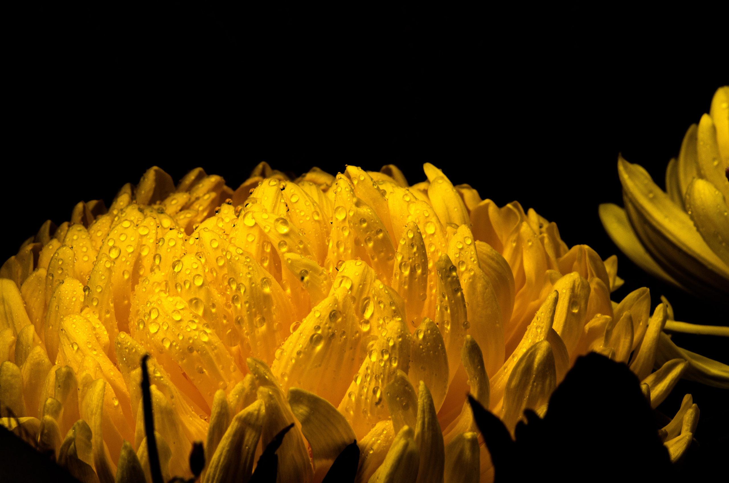 Фотографии цветов. Фотограф людей и животных в Санкт-Петербурге Марина Бурмистрова