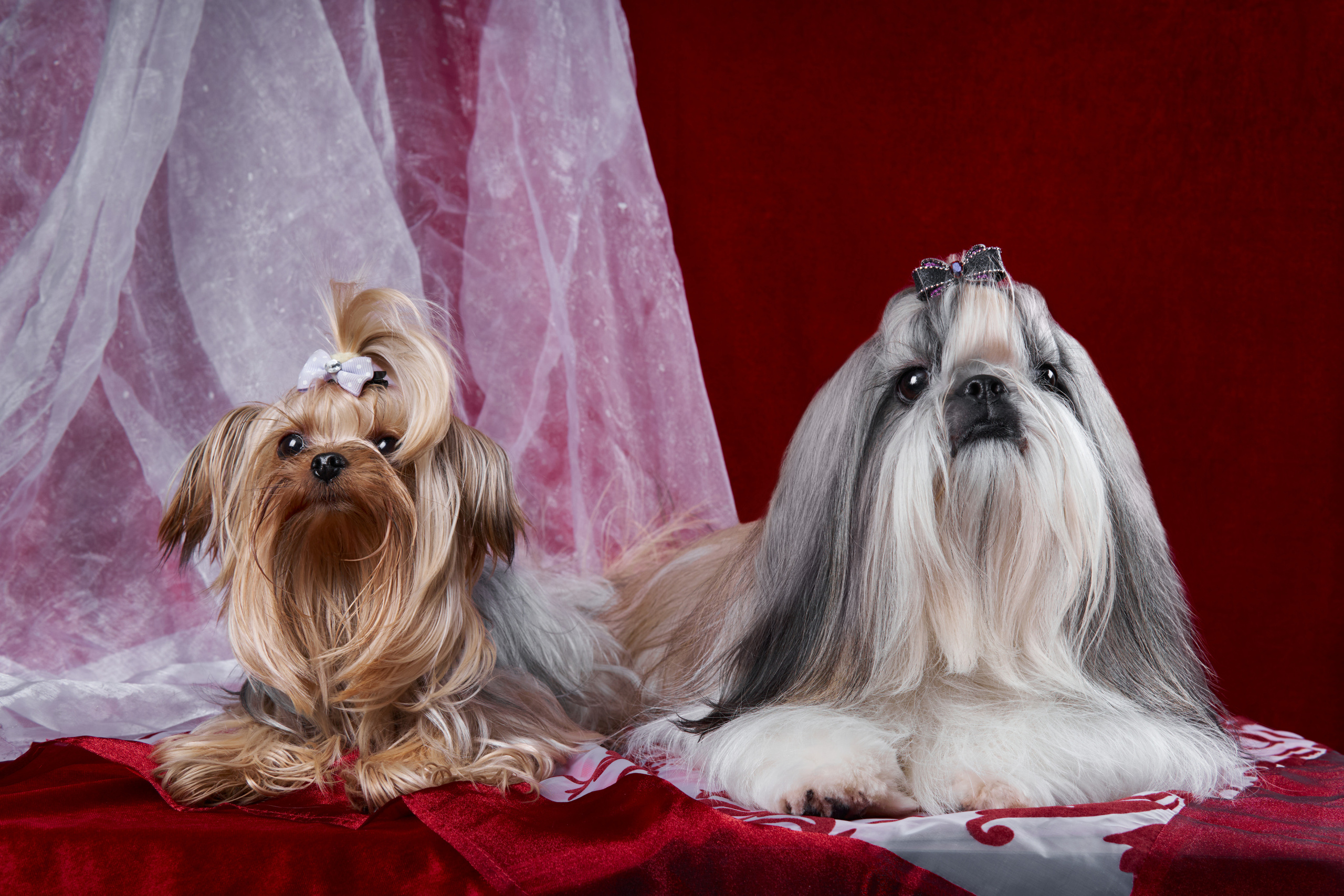 фотосессия ши-тцу на красном бархатном фоне в студии
