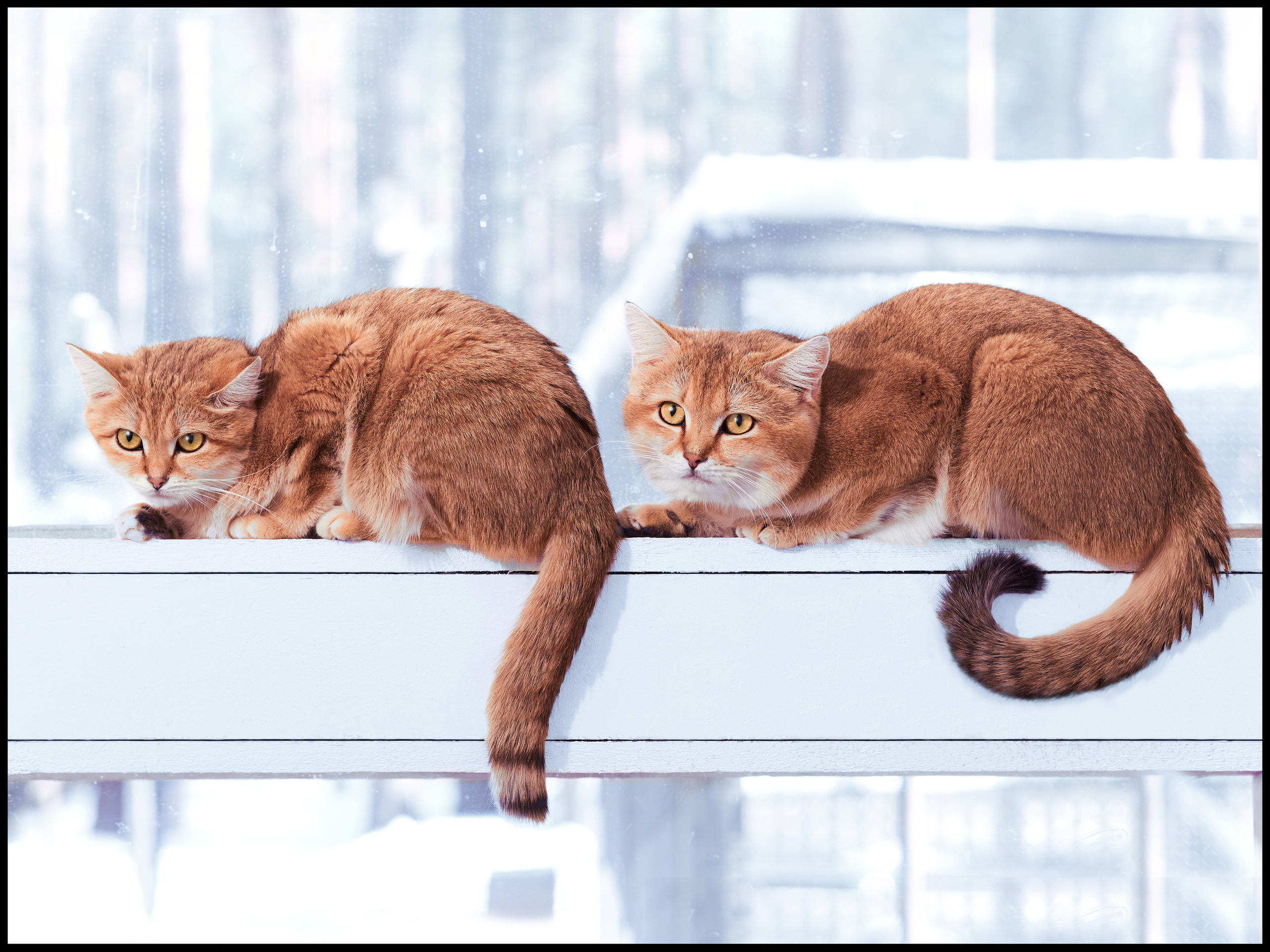 Фотограф людей и животных в Санкт-Петербурге Марина Бурмистрова