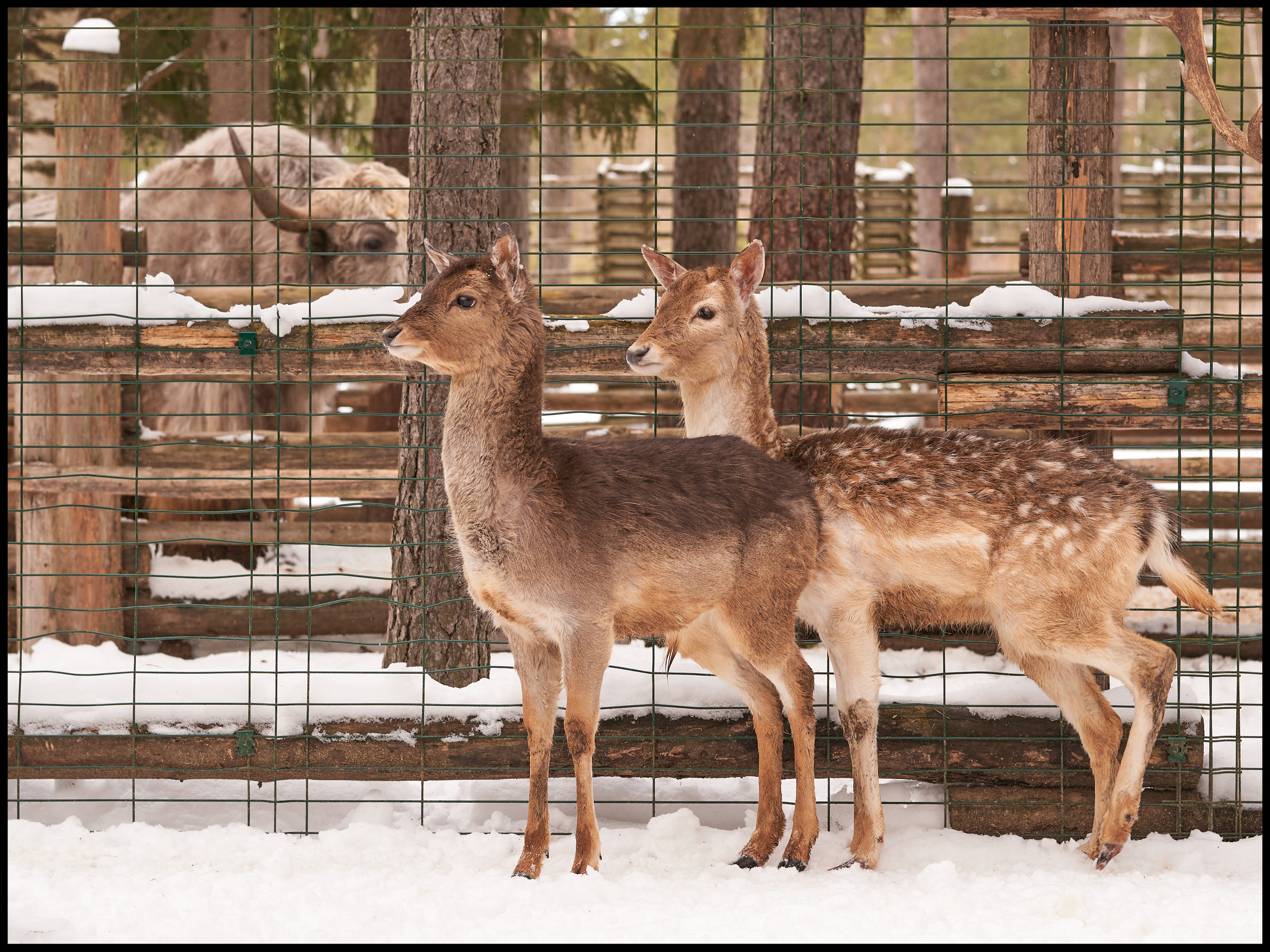 Фотосъемка животных в зоопарке. Фотограф людей и животных в Санкт-Петербурге Марина Бурмистрова