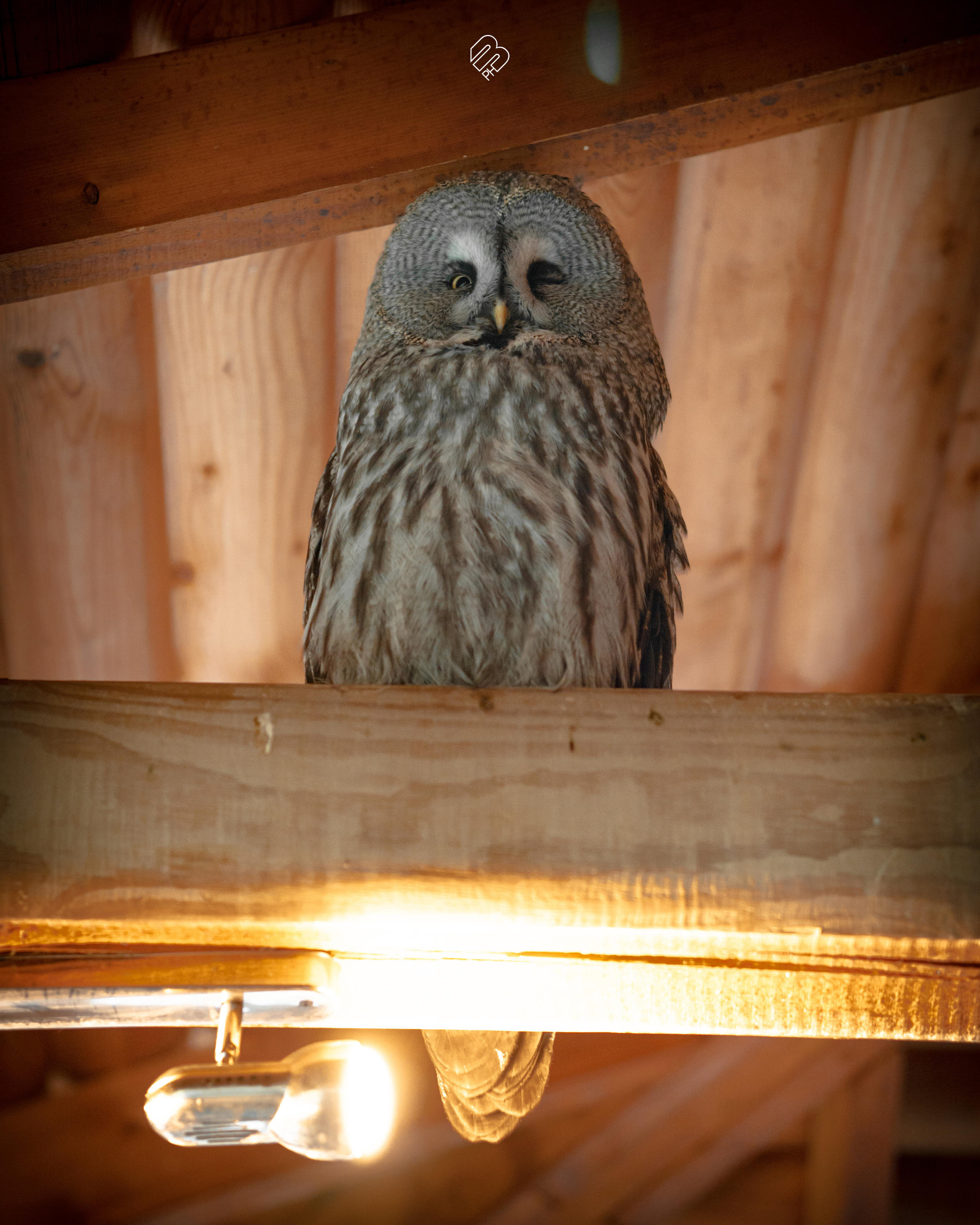 Фотосъемка животных в зоопарке. Фотограф людей и животных в Санкт-Петербурге Марина Бурмистрова