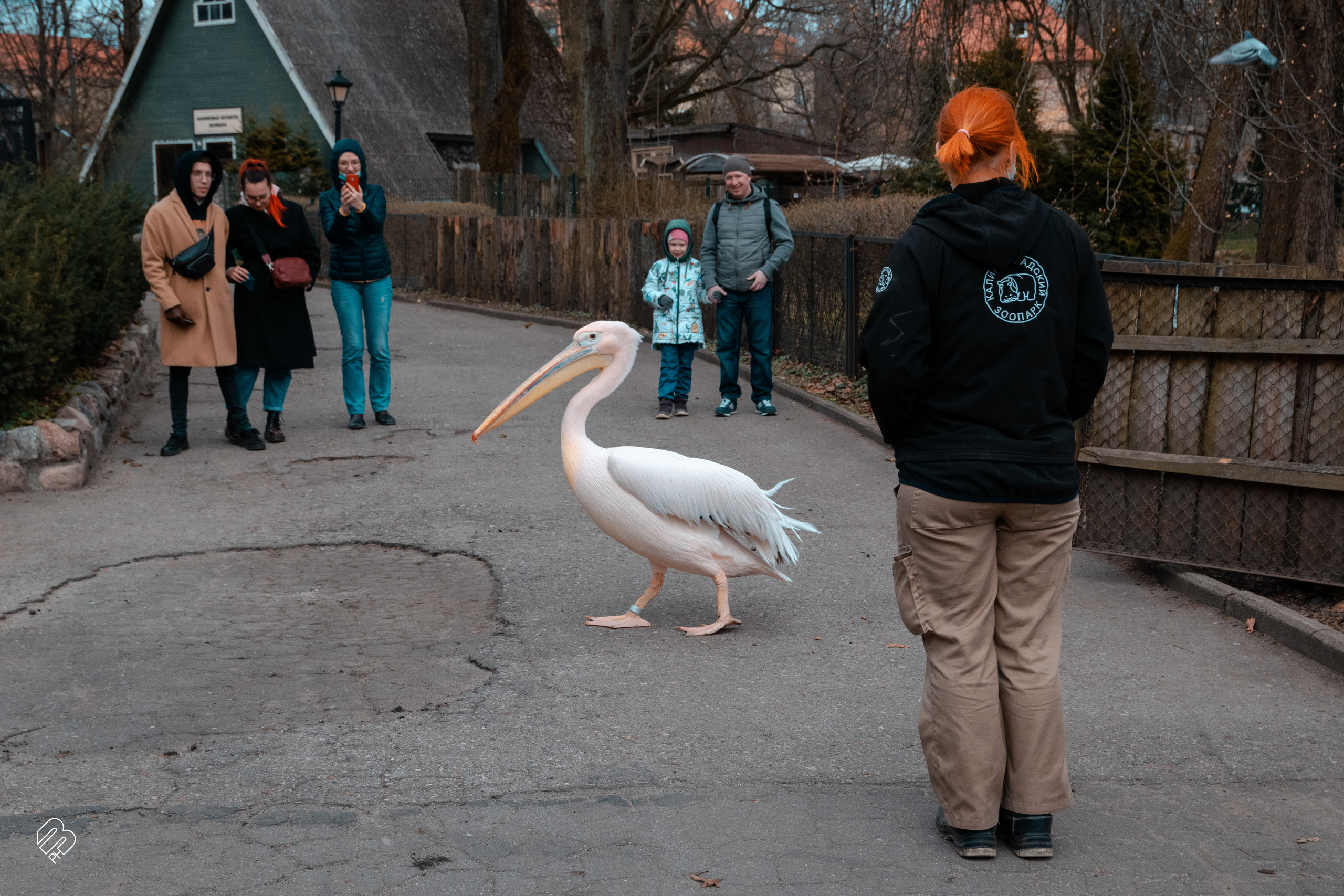 Фотосъемка животных в зоопарке. Фотограф людей и животных в Санкт-Петербурге Марина Бурмистрова