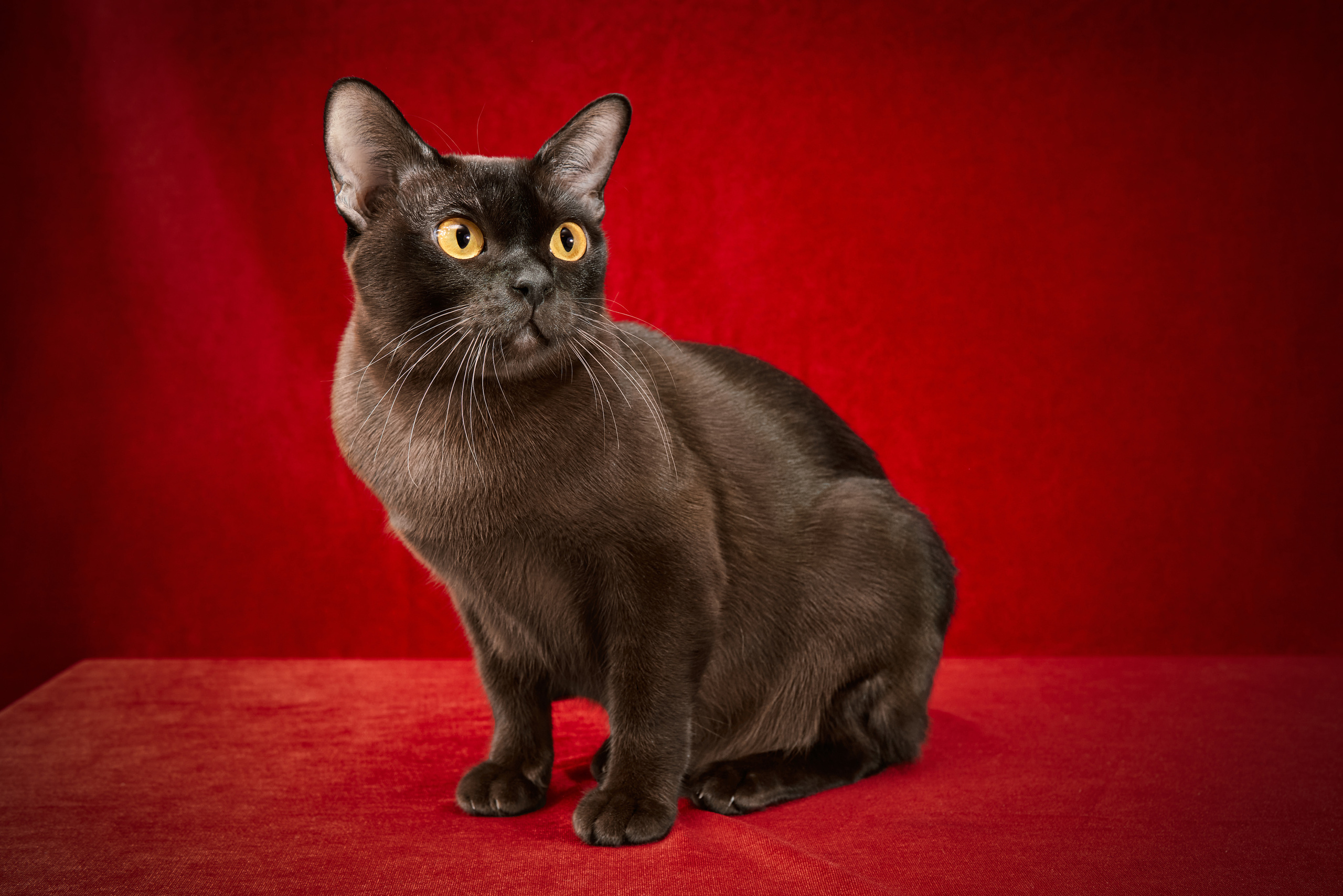 фотосессия бурмы с желтыми глазами на красном бархатном фоне 