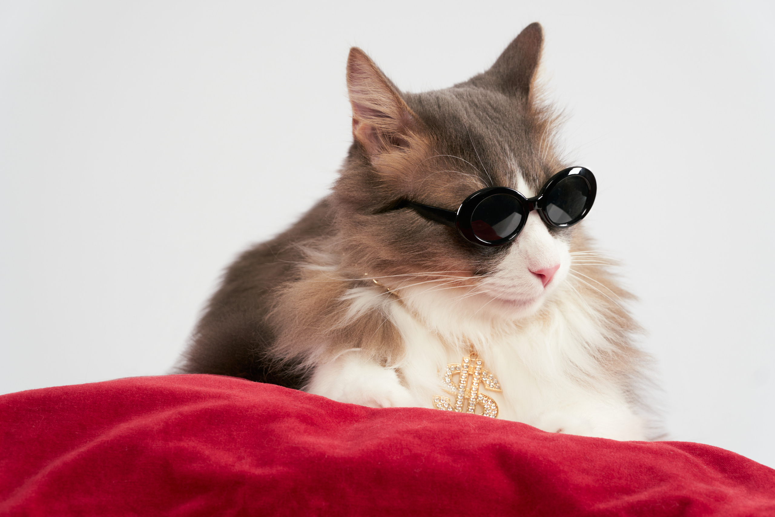 Анималистика. Студийные съемки. Фотограф людей и животных в Санкт-Петербурге Марина Бурмистрова