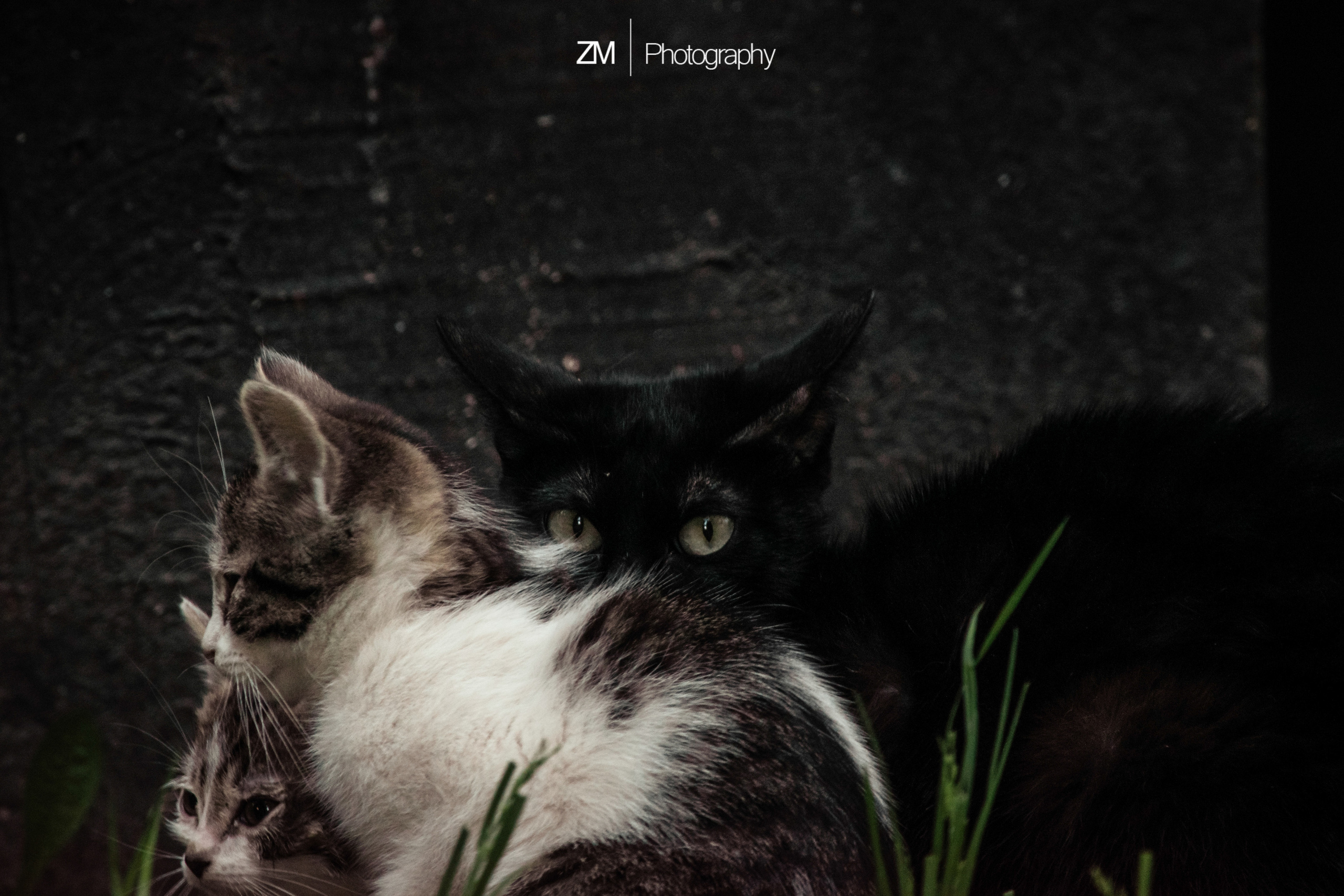 Фотоистории кошачьих. Фотограф людей и животных в Санкт-Петербурге Марина Бурмистрова