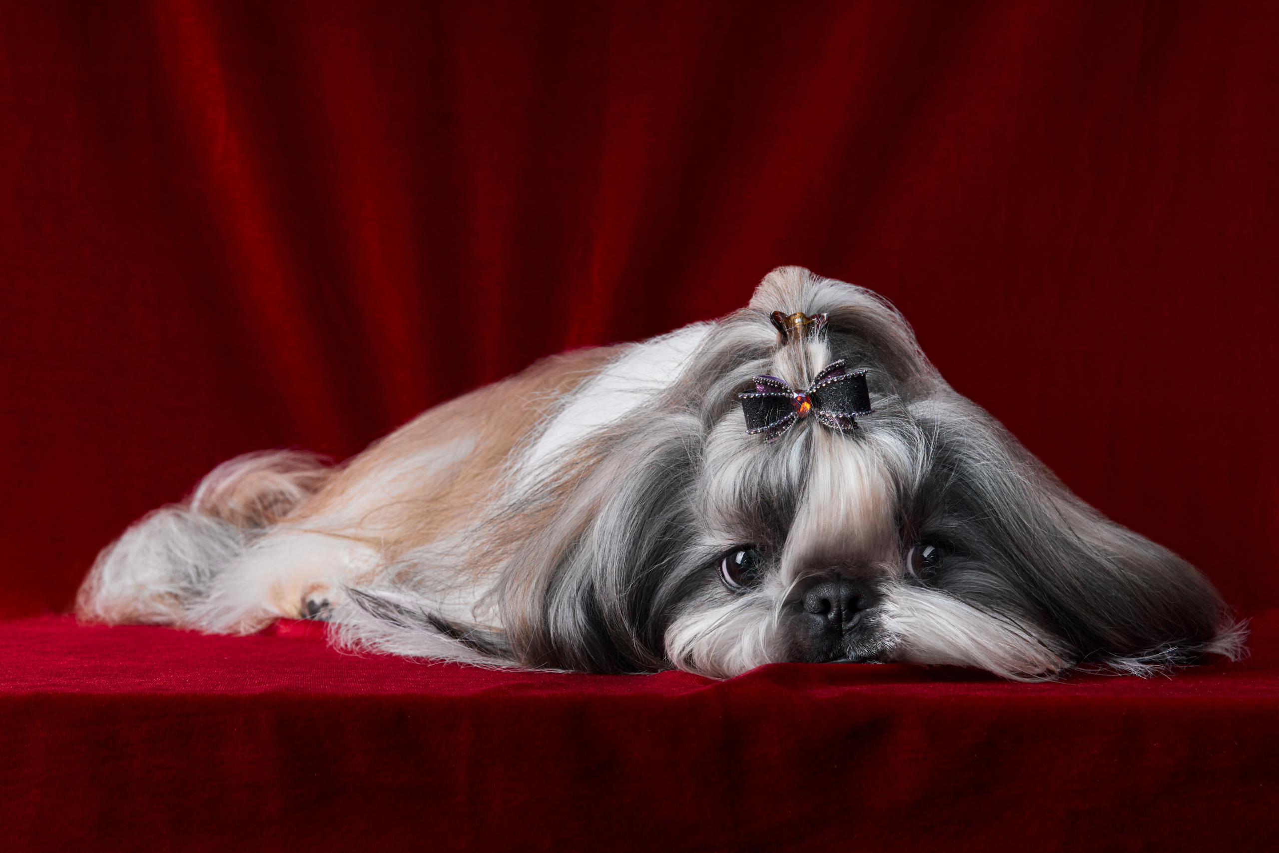 фотосессия ши-тцу на красном бархатном фоне в студии