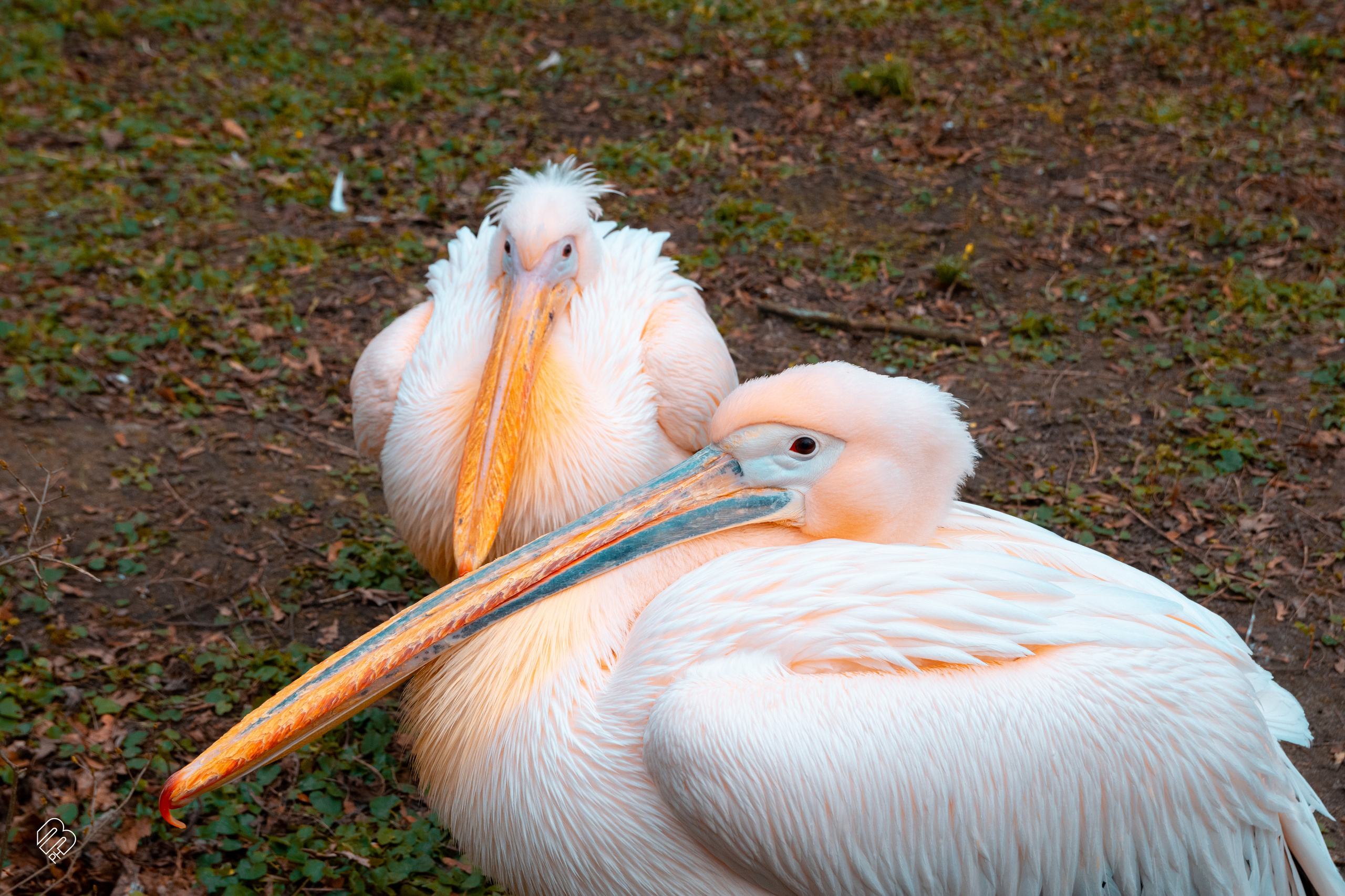 Поездка в Калининград. Фотограф людей и животных в Санкт-Петербурге Марина Бурмистрова