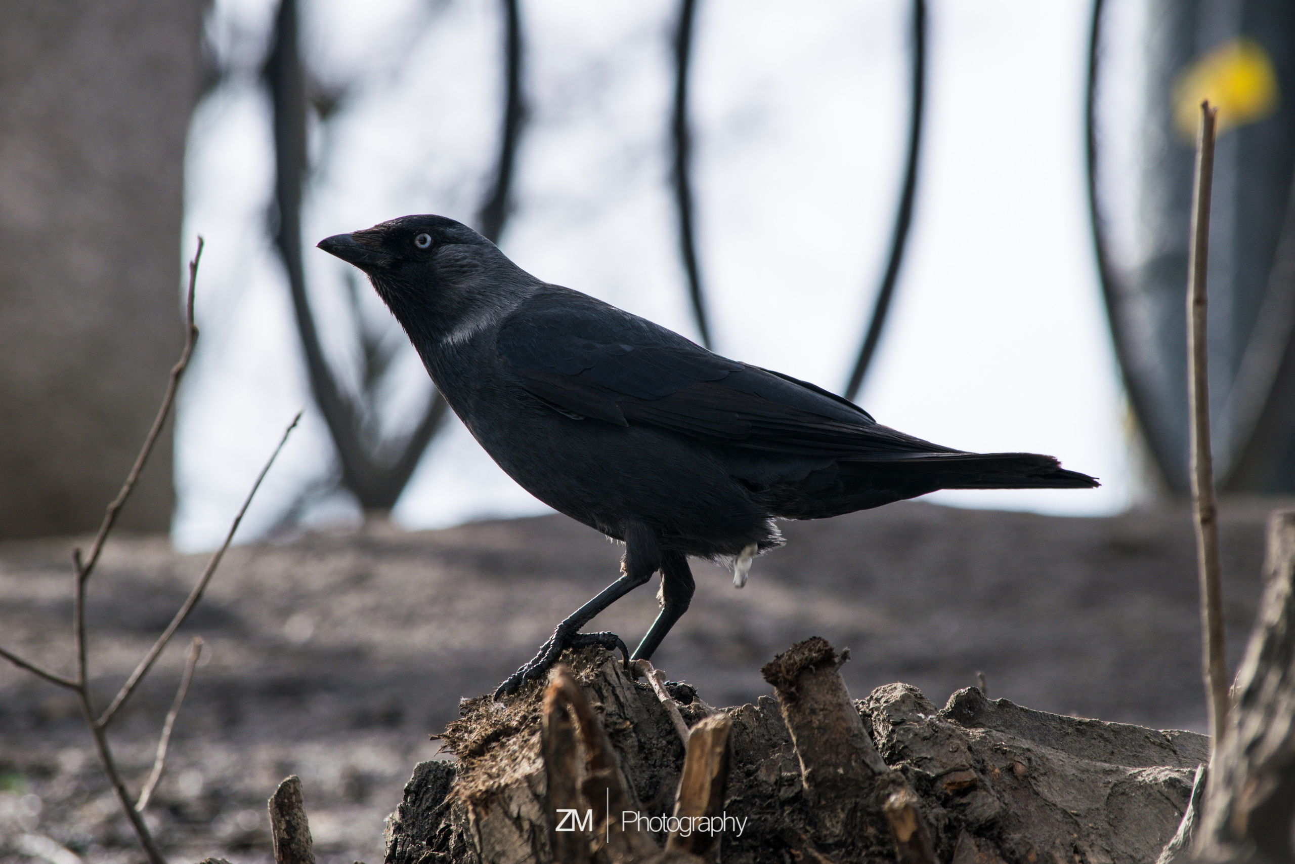 Весна 2019. Фотограф людей и животных в Санкт-Петербурге Марина Бурмистрова