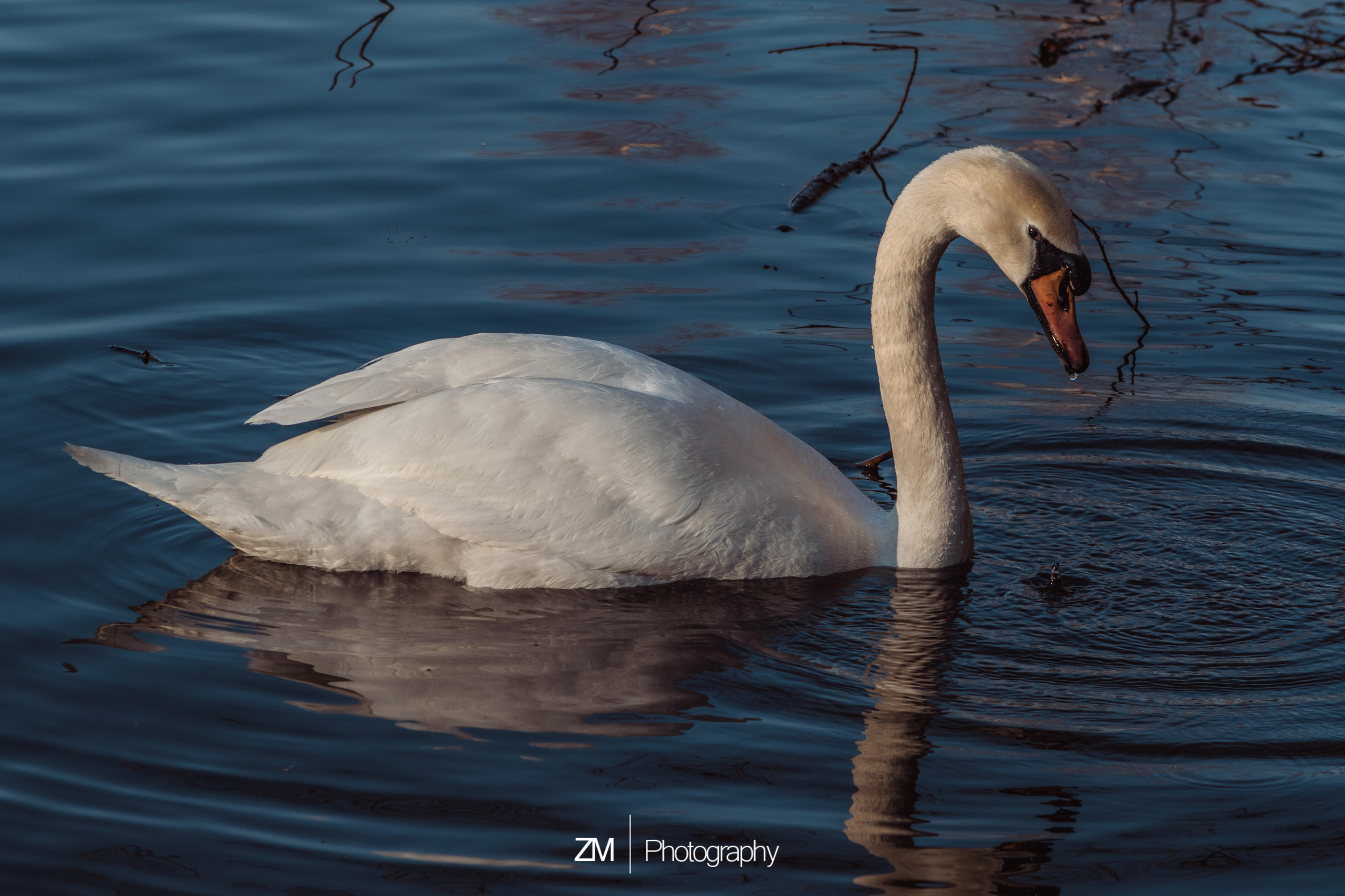 Весна 2019. Фотограф людей и животных в Санкт-Петербурге Марина Бурмистрова
