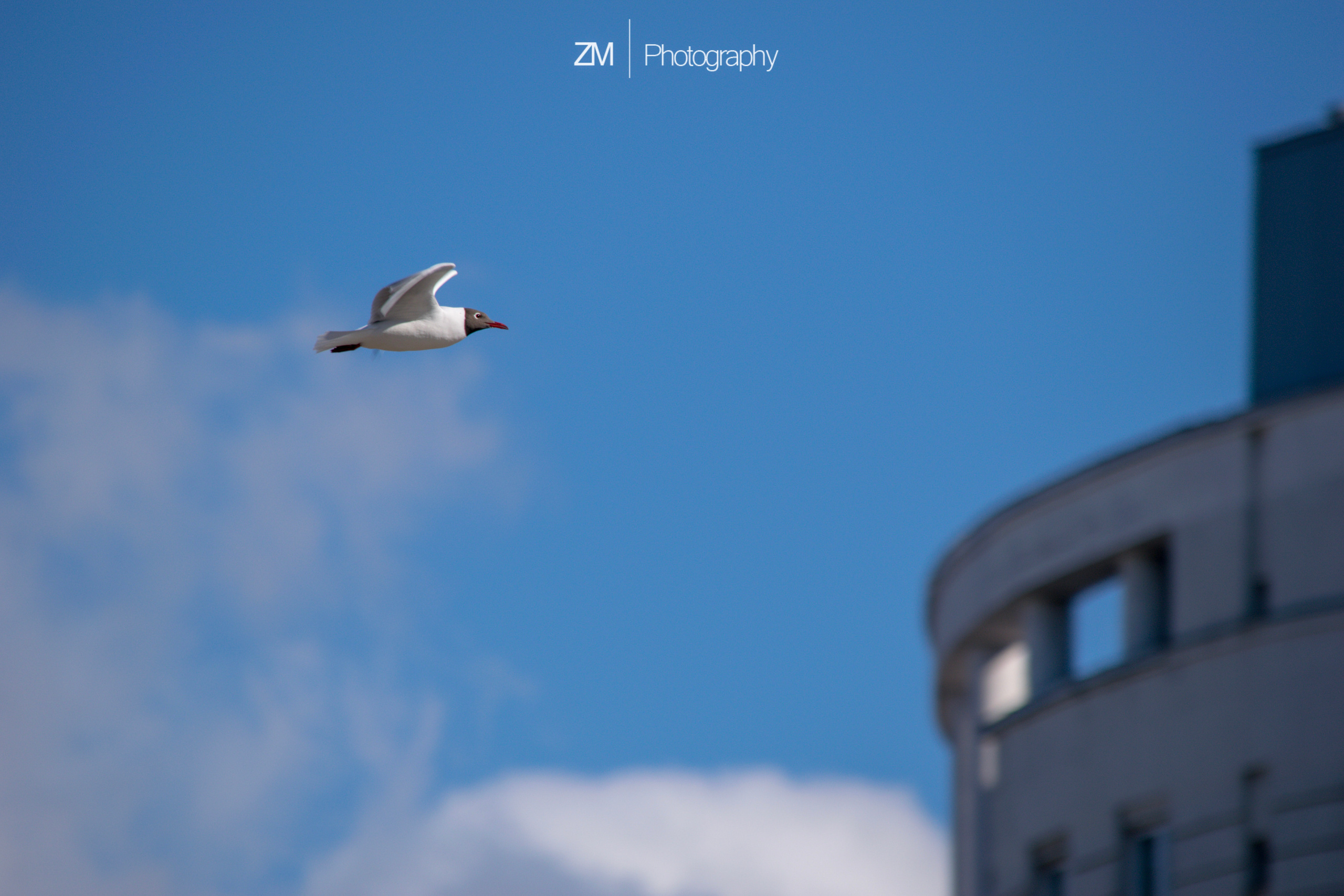 Весна 2019. Фотограф людей и животных в Санкт-Петербурге Марина Бурмистрова