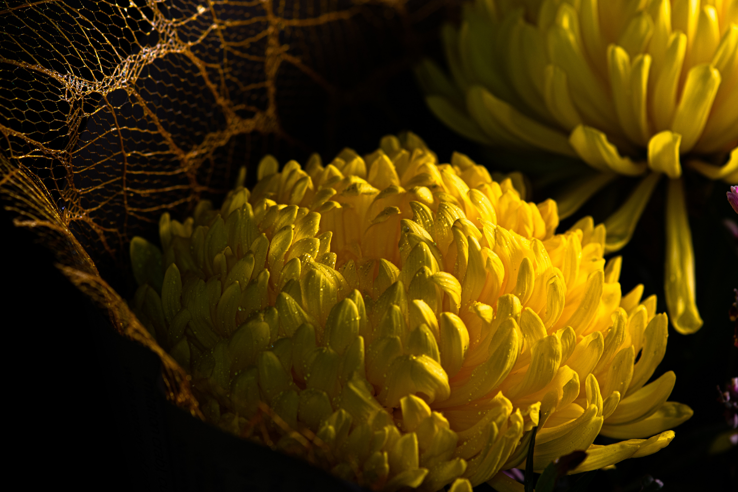 Фотографии цветов. Фотограф людей и животных в Санкт-Петербурге Марина Бурмистрова