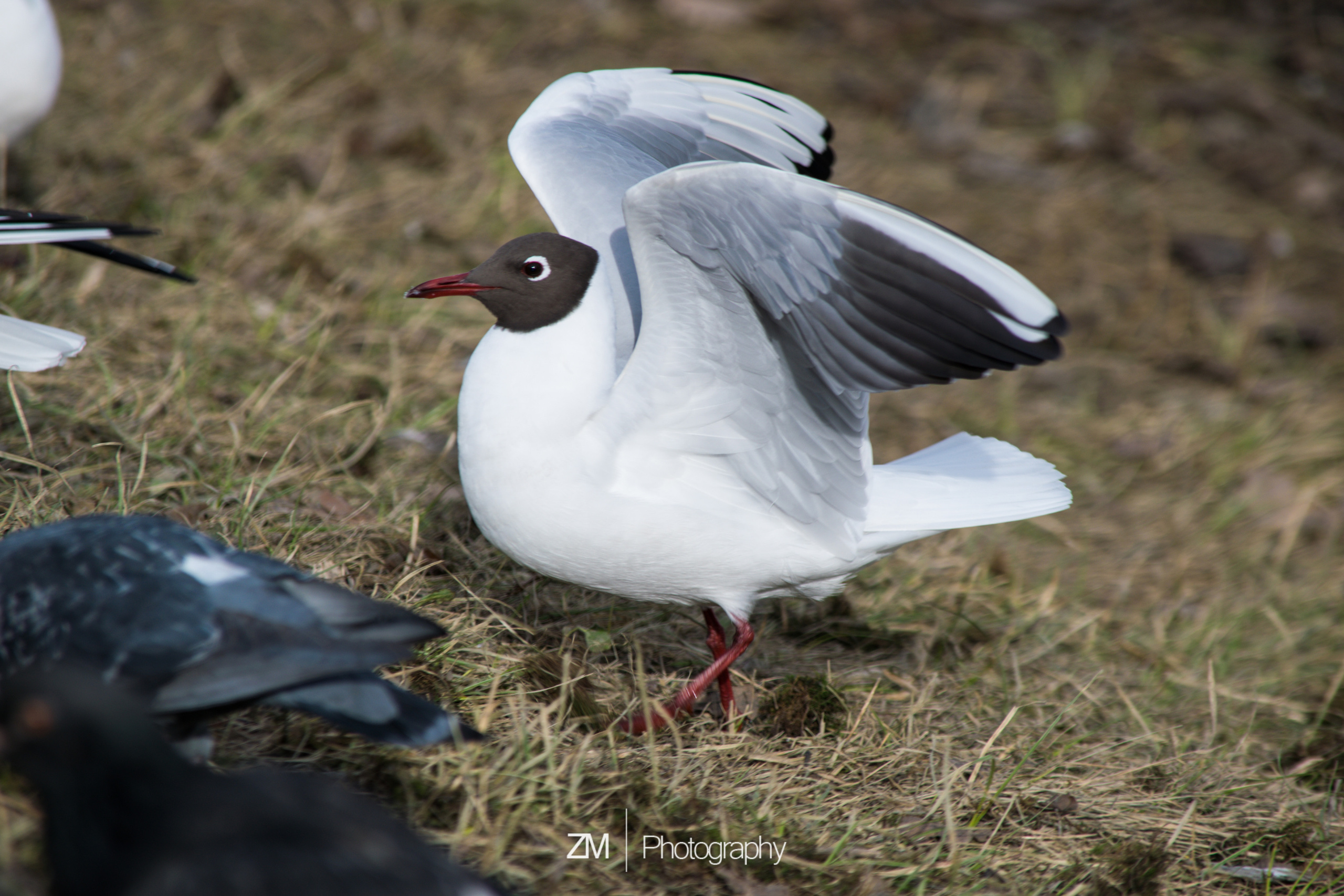 Весна 2019. Фотограф людей и животных в Санкт-Петербурге Марина Бурмистрова