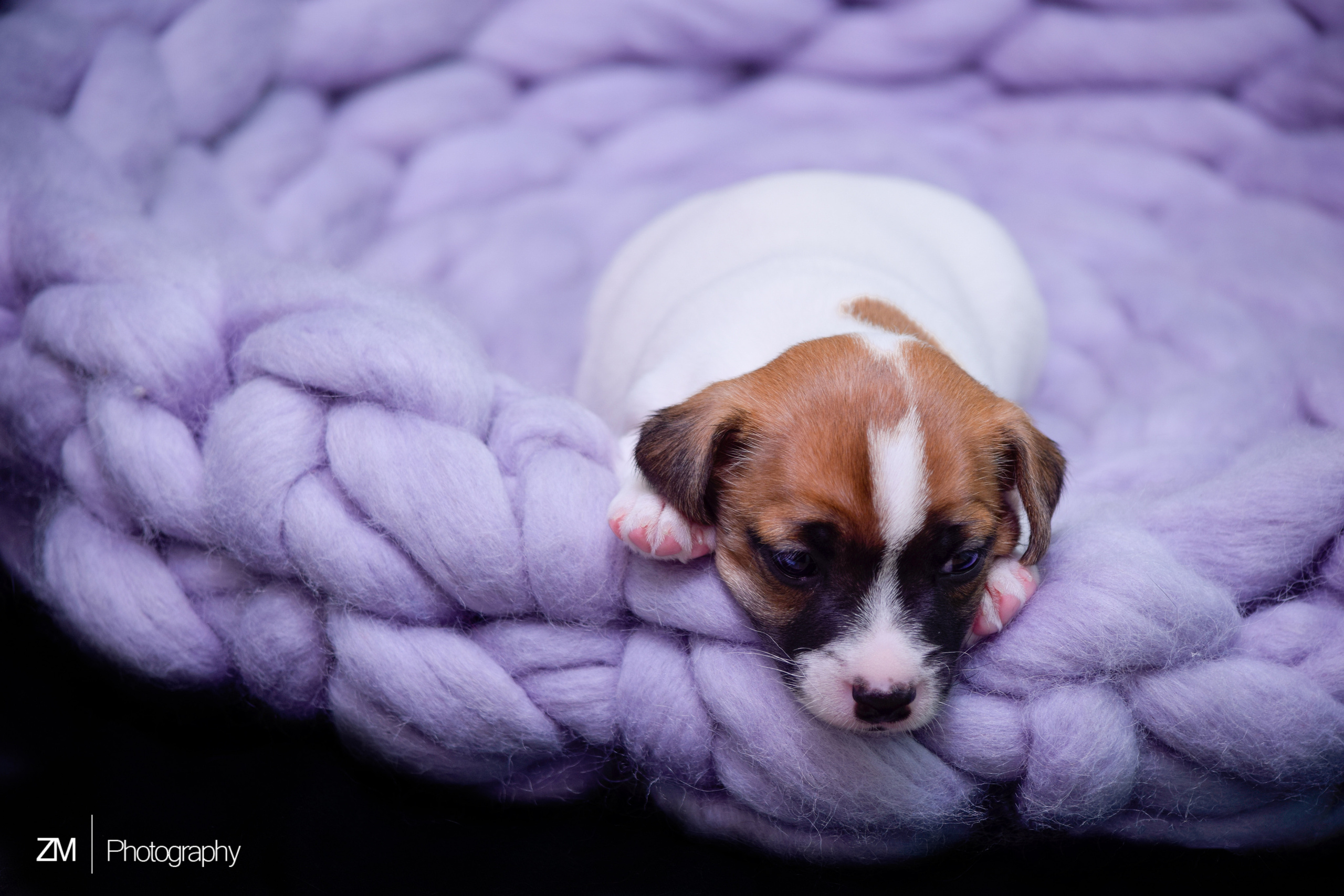 Съемка щенков и родителей. Фотограф людей и животных в Санкт-Петербурге Марина Бурмистрова