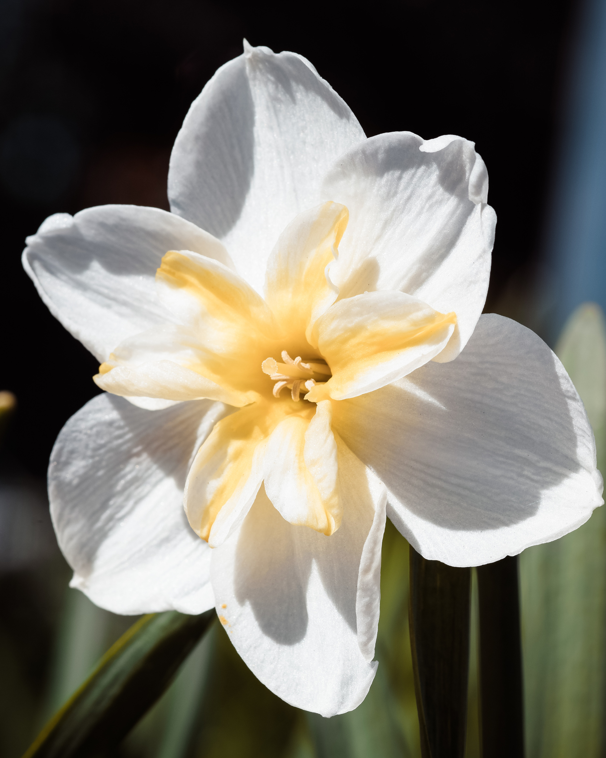 Фотографии цветов. Фотограф людей и животных в Санкт-Петербурге Марина Бурмистрова