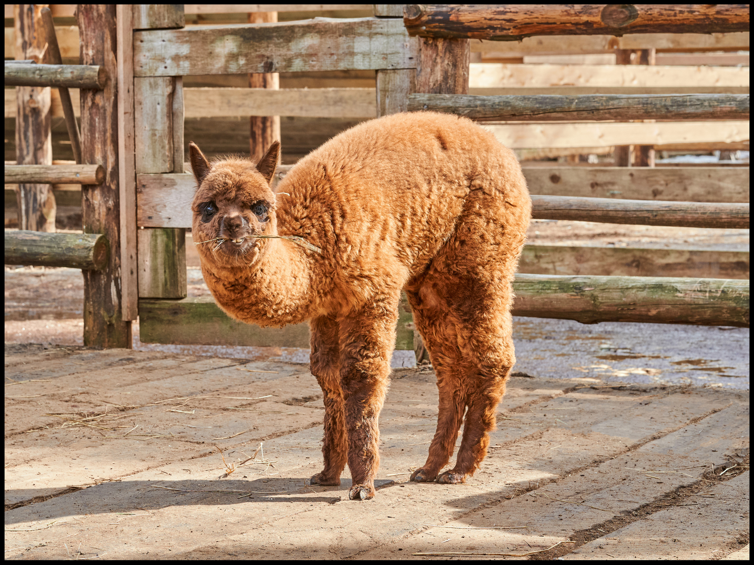 Фотосъемка животных в зоопарке. Фотограф людей и животных в Санкт-Петербурге Марина Бурмистрова