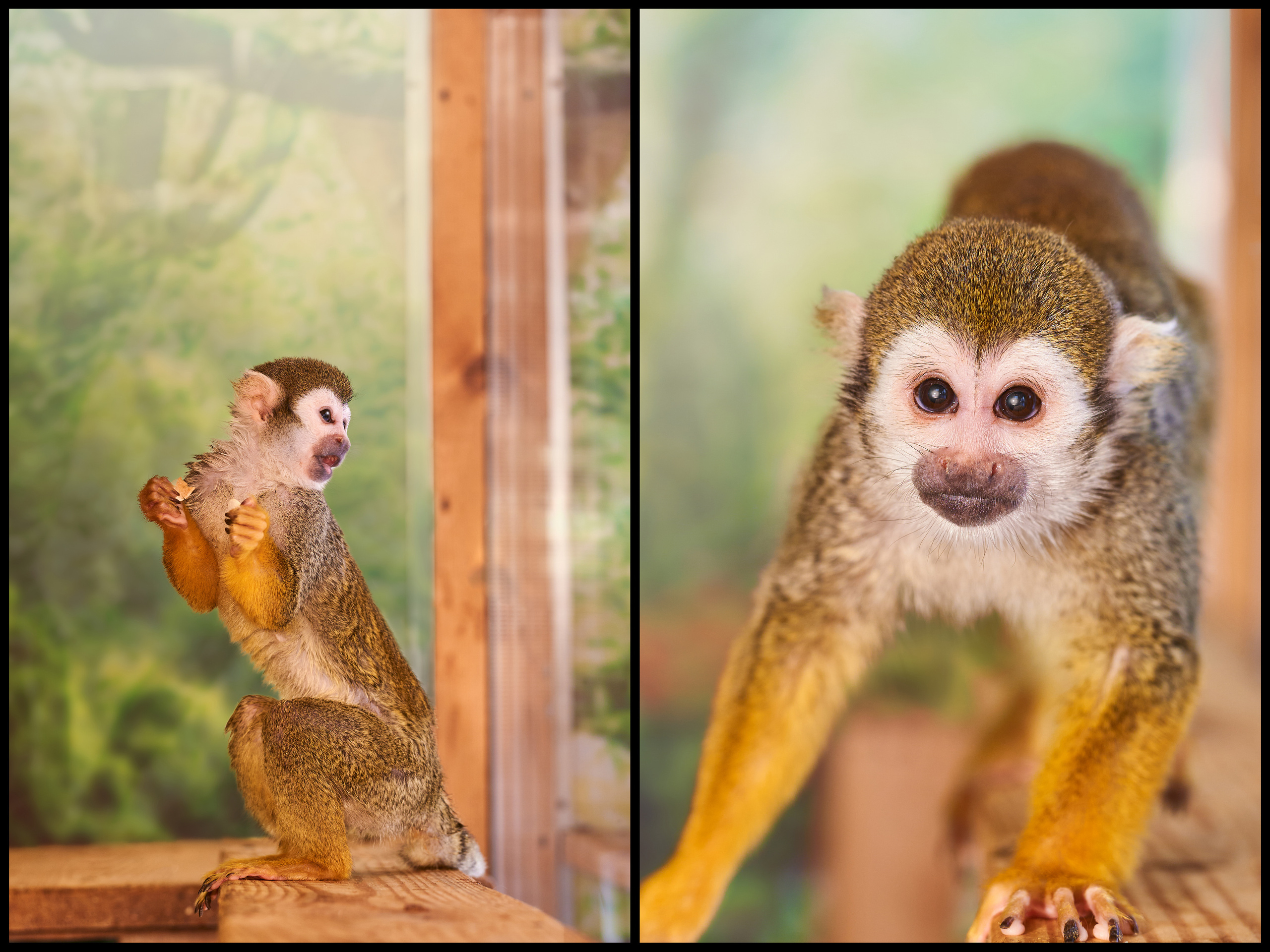 Фотосъемка животных в зоопарке. Фотограф людей и животных в Санкт-Петербурге Марина Бурмистрова