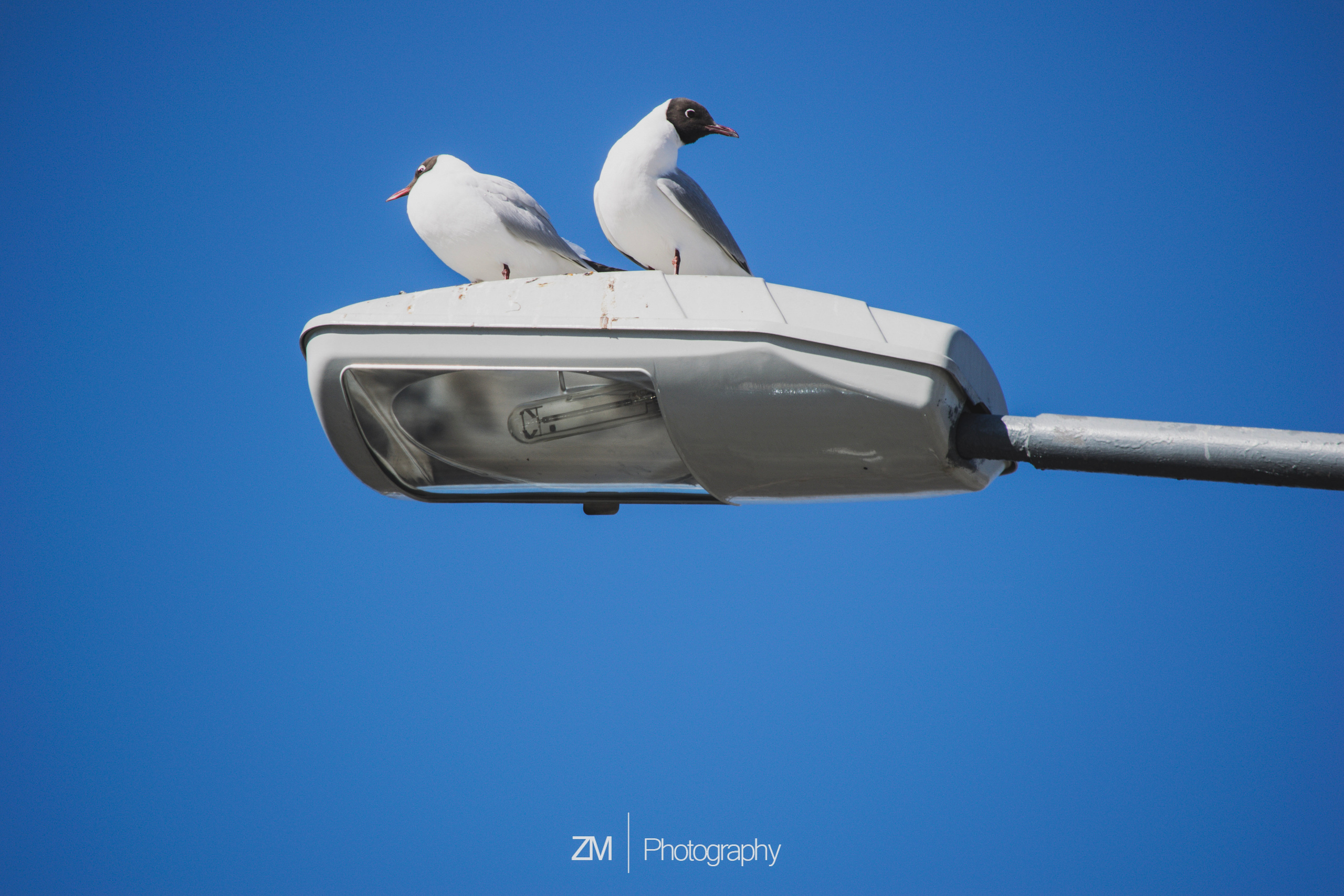 Весна 2019. Фотограф людей и животных в Санкт-Петербурге Марина Бурмистрова