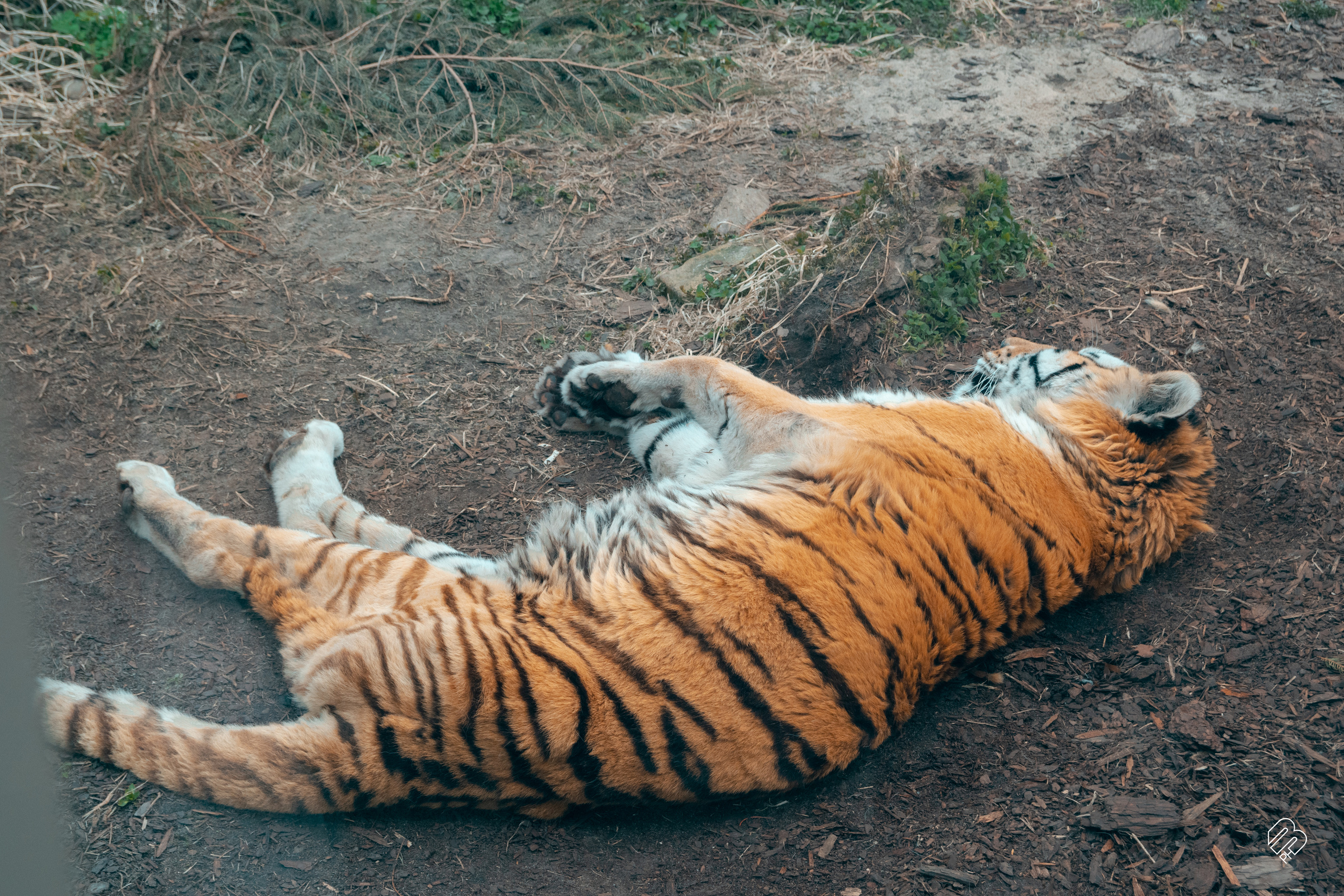 Фотосъемка животных в зоопарке. Фотограф людей и животных в Санкт-Петербурге Марина Бурмистрова