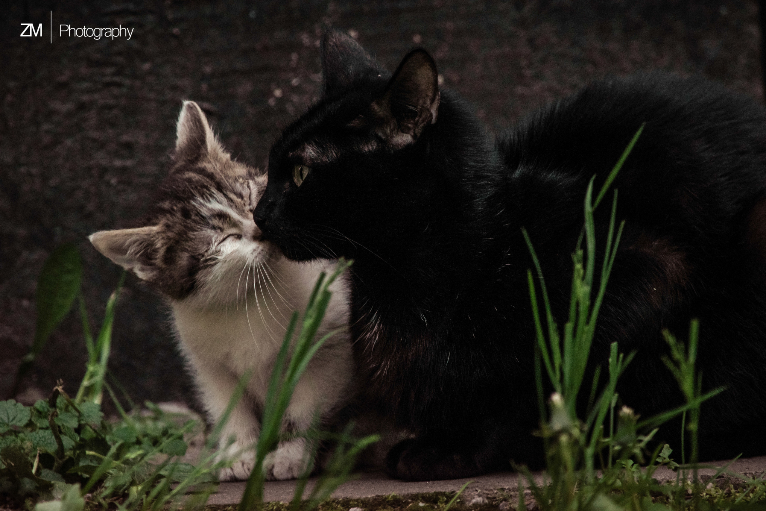 Фотоистории кошачьих. Фотограф людей и животных в Санкт-Петербурге Марина Бурмистрова