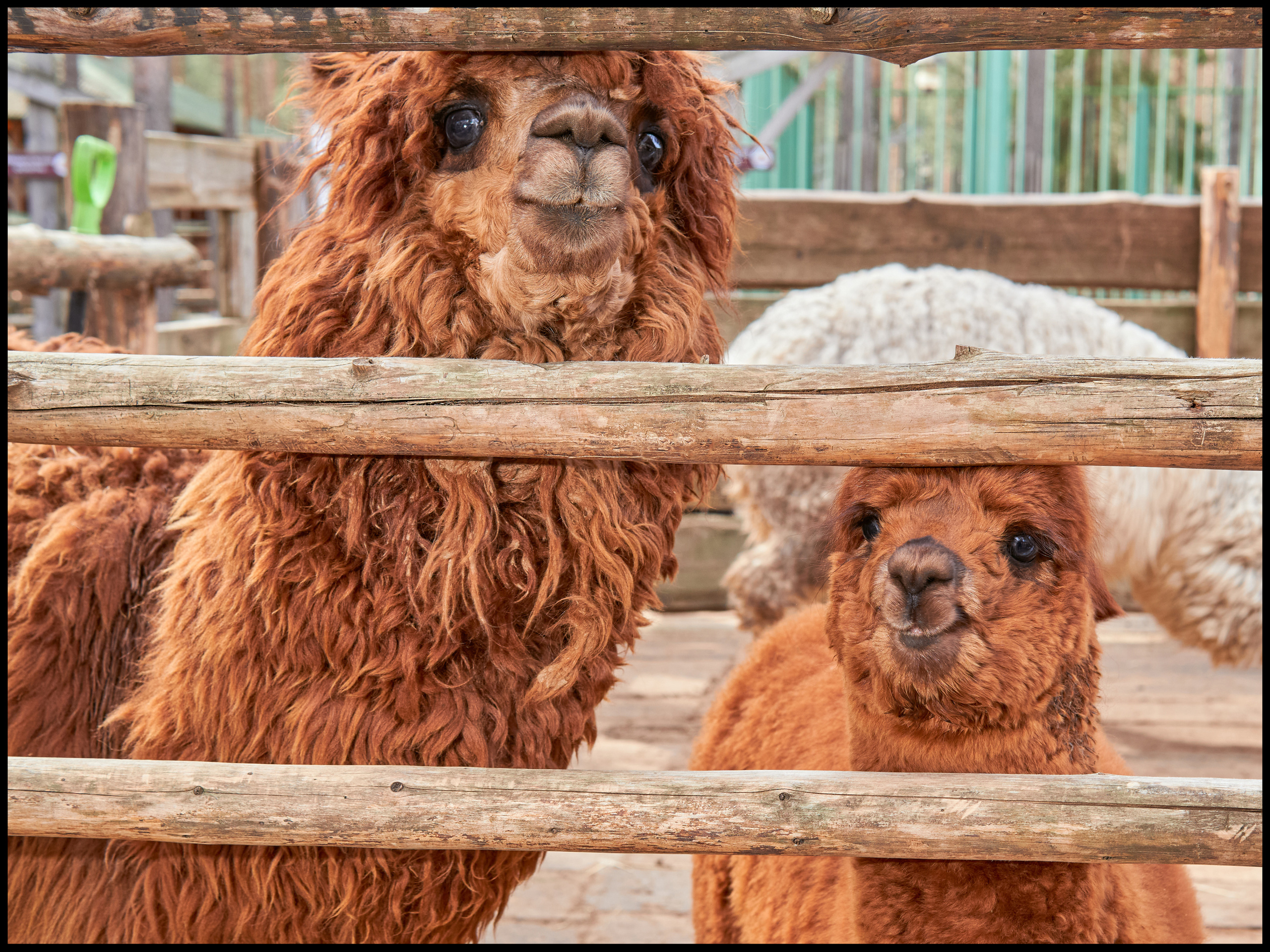 Фотосъемка животных в зоопарке. Фотограф людей и животных в Санкт-Петербурге Марина Бурмистрова