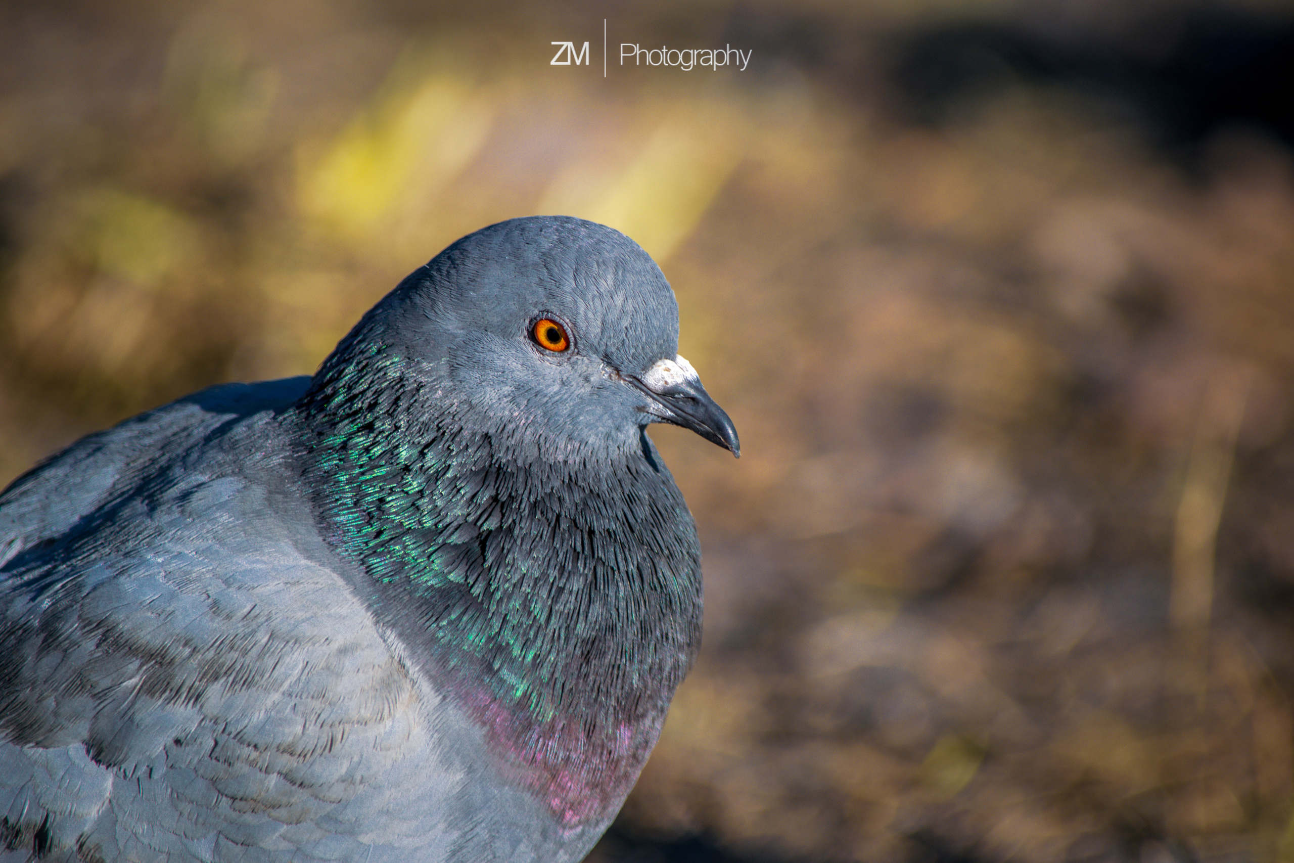 Весна 2019. Фотограф людей и животных в Санкт-Петербурге Марина Бурмистрова