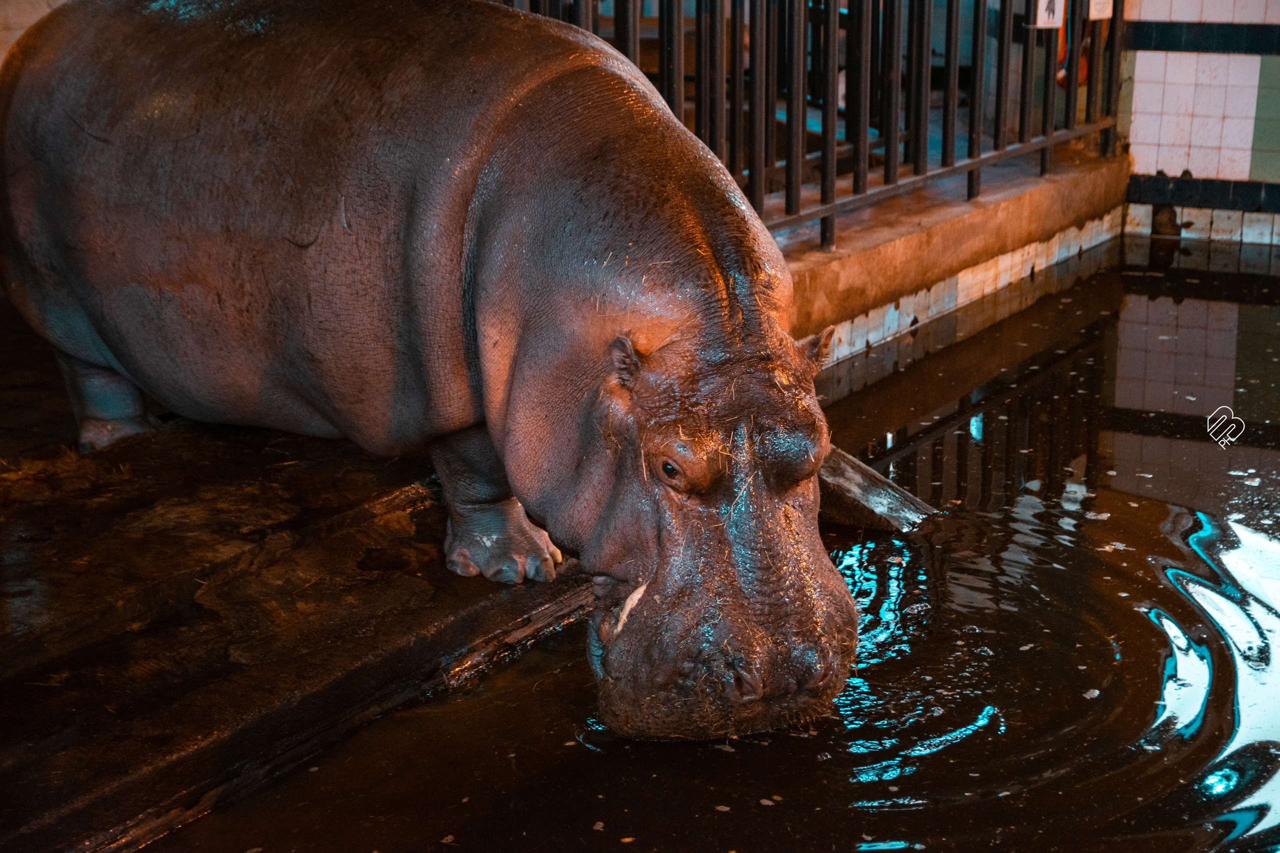 Поездка в Калининград. Фотограф людей и животных в Санкт-Петербурге Марина Бурмистрова