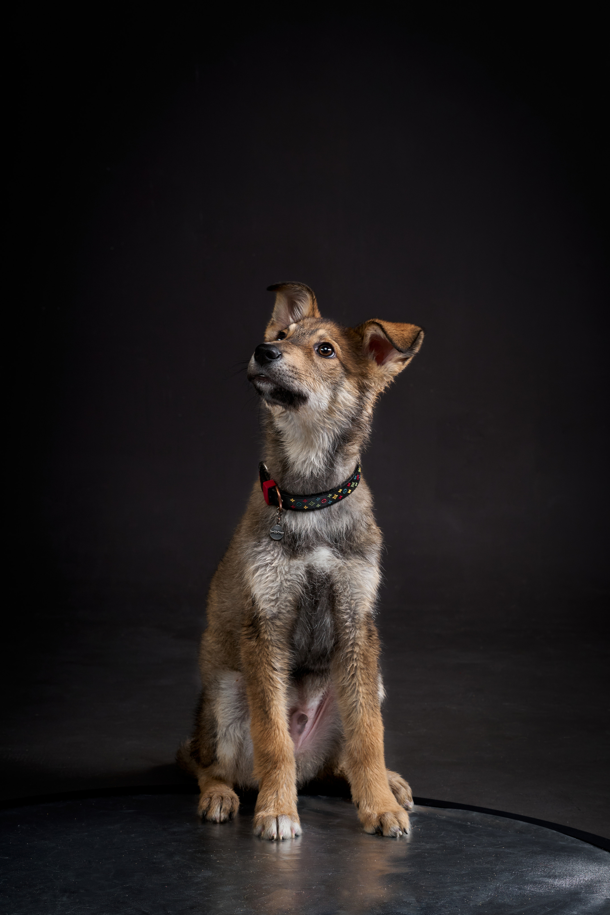 Анималистика. Студийные съемки. Фотограф людей и животных в Санкт-Петербурге Марина Бурмистрова