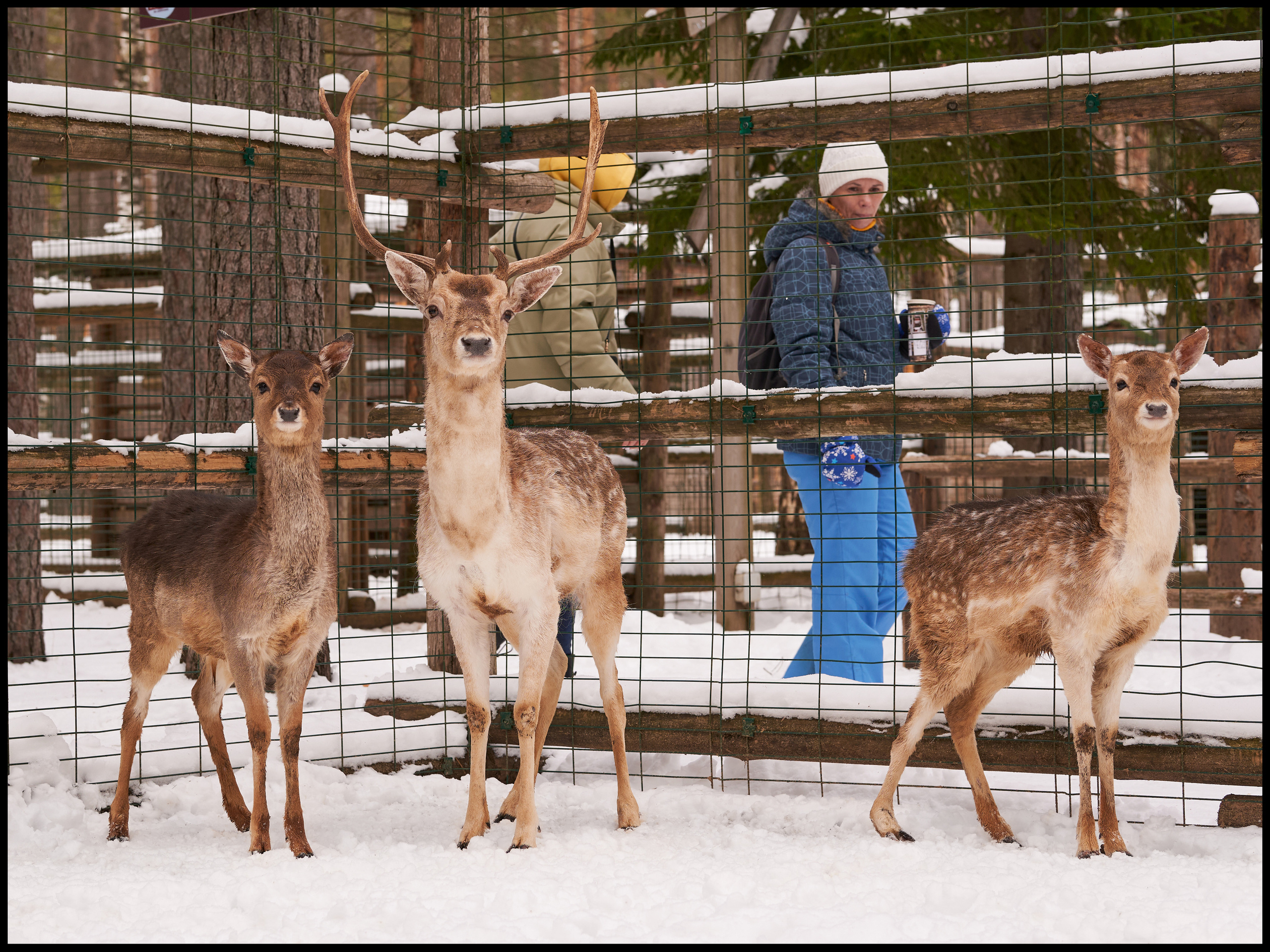 Фотосъемка животных в зоопарке. Фотограф людей и животных в Санкт-Петербурге Марина Бурмистрова