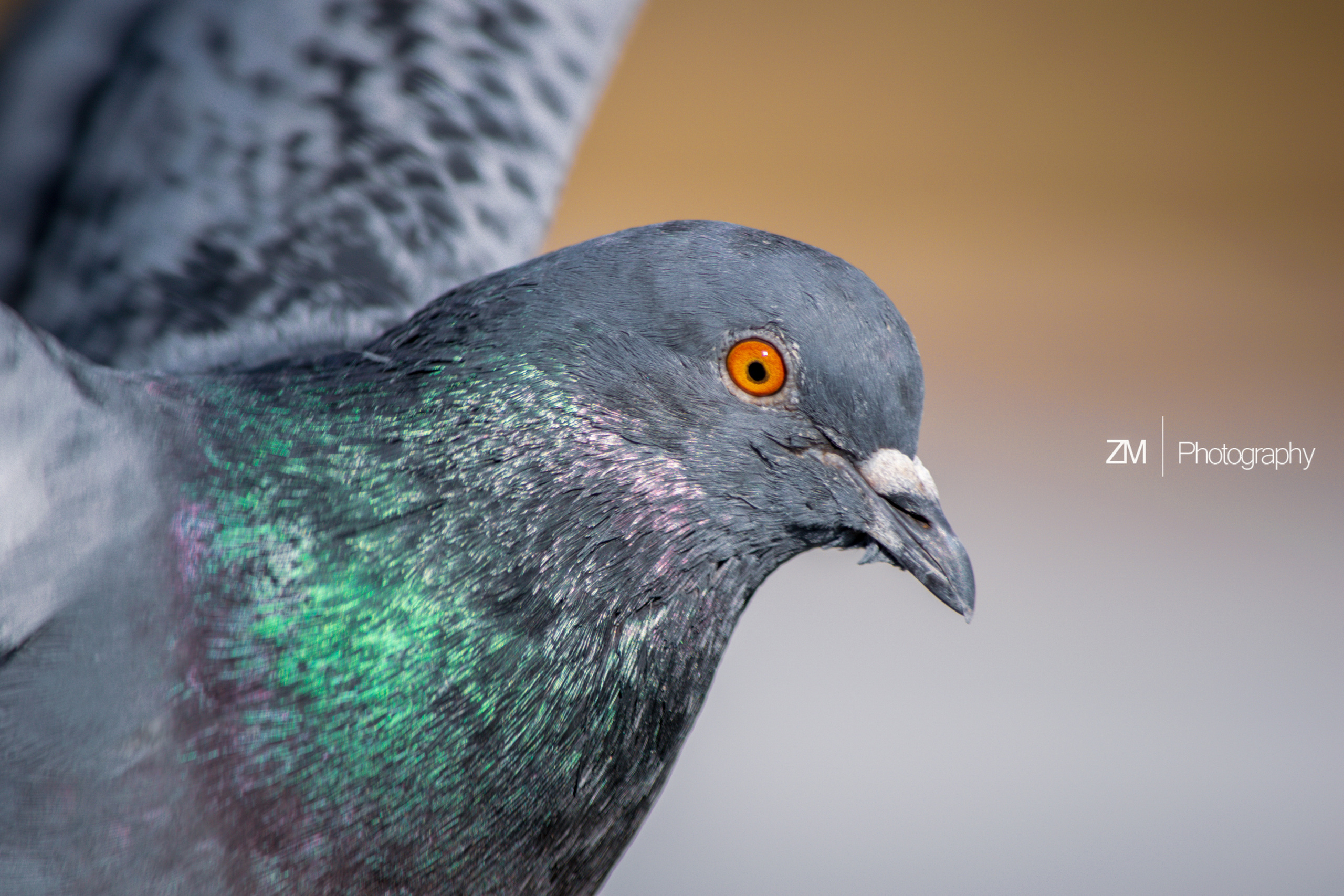 Весна 2019. Фотограф людей и животных в Санкт-Петербурге Марина Бурмистрова