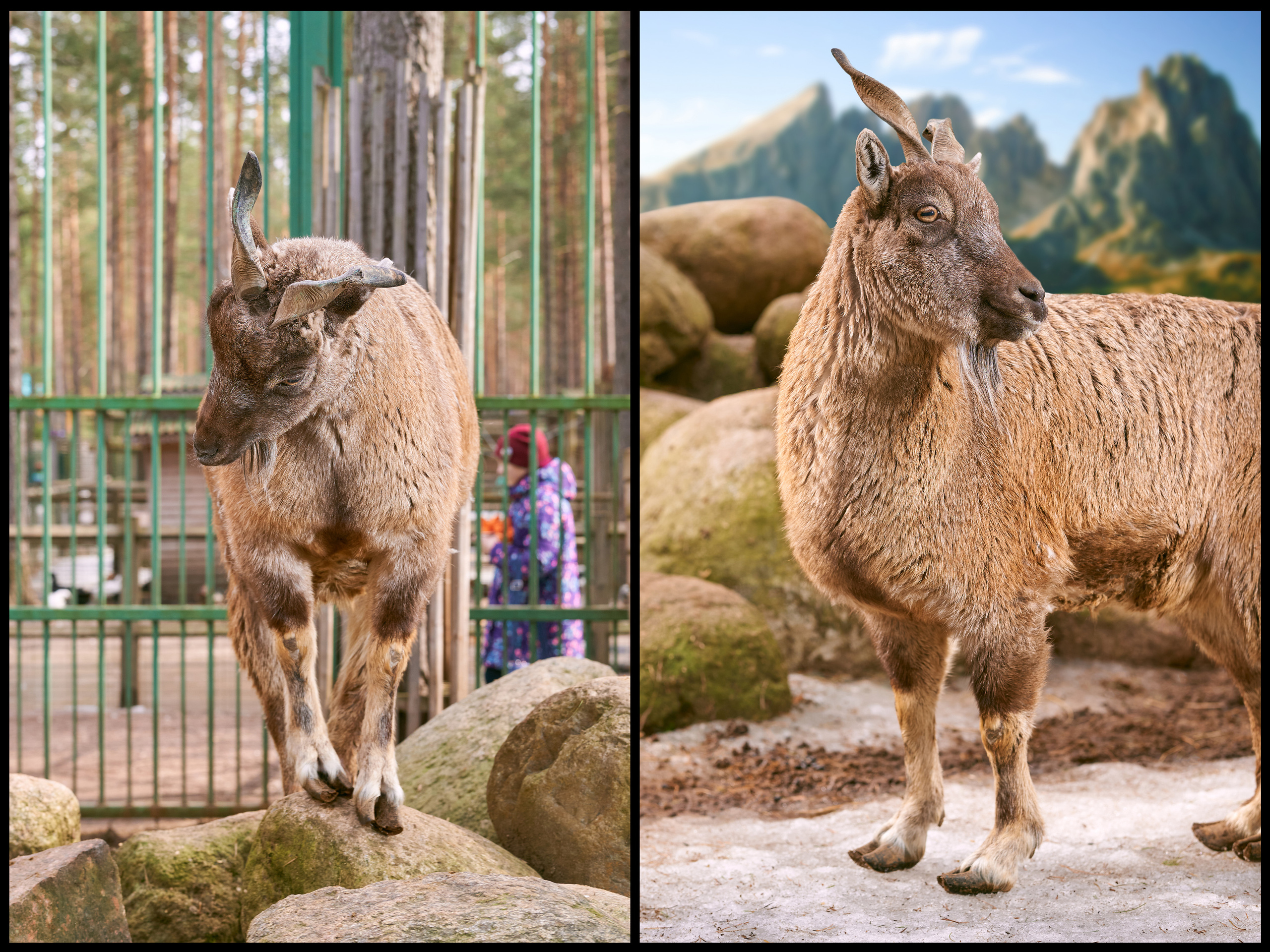 Фотосъемка животных в зоопарке. Фотограф людей и животных в Санкт-Петербурге Марина Бурмистрова