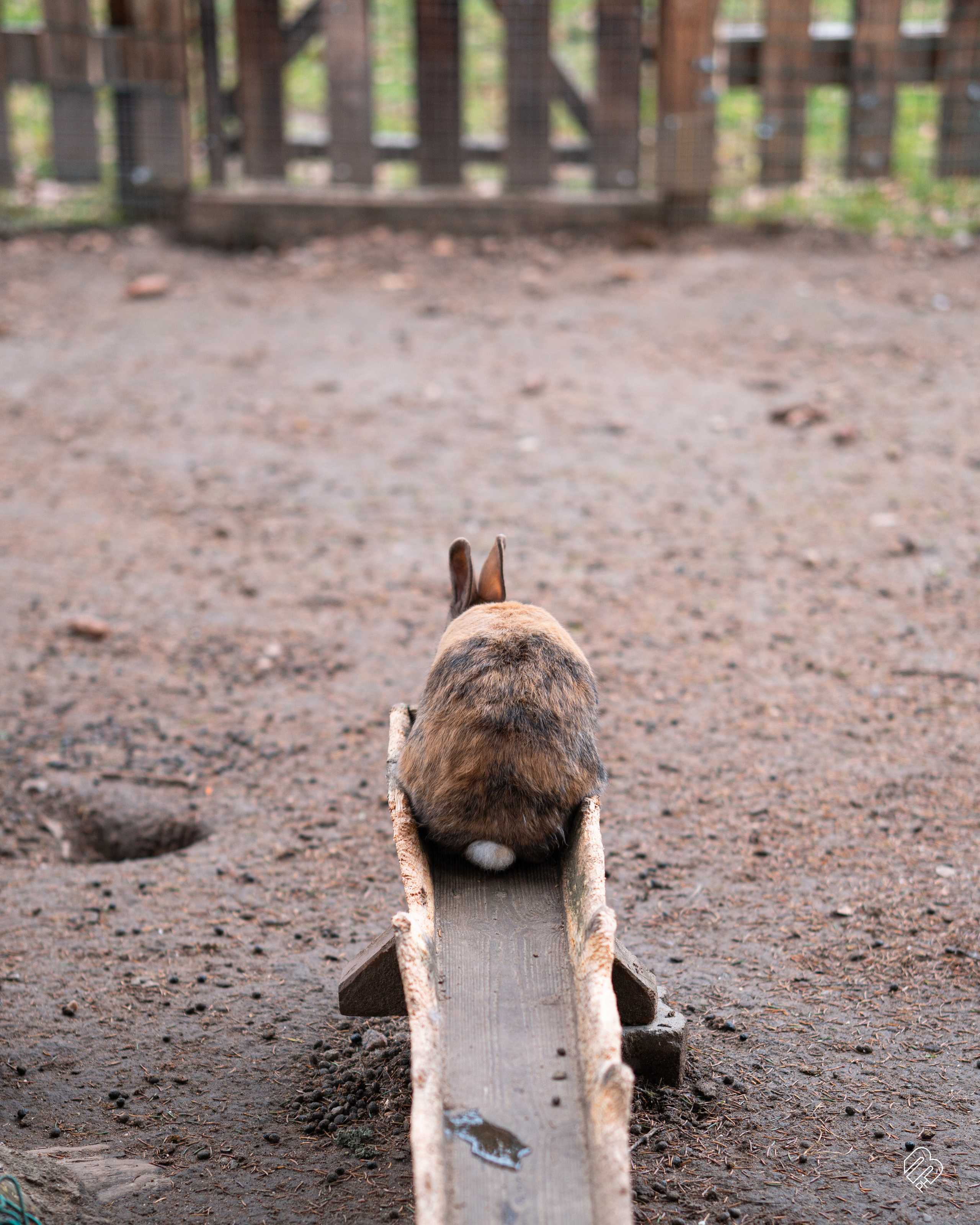 Фотосъемка животных в зоопарке. Фотограф людей и животных в Санкт-Петербурге Марина Бурмистрова