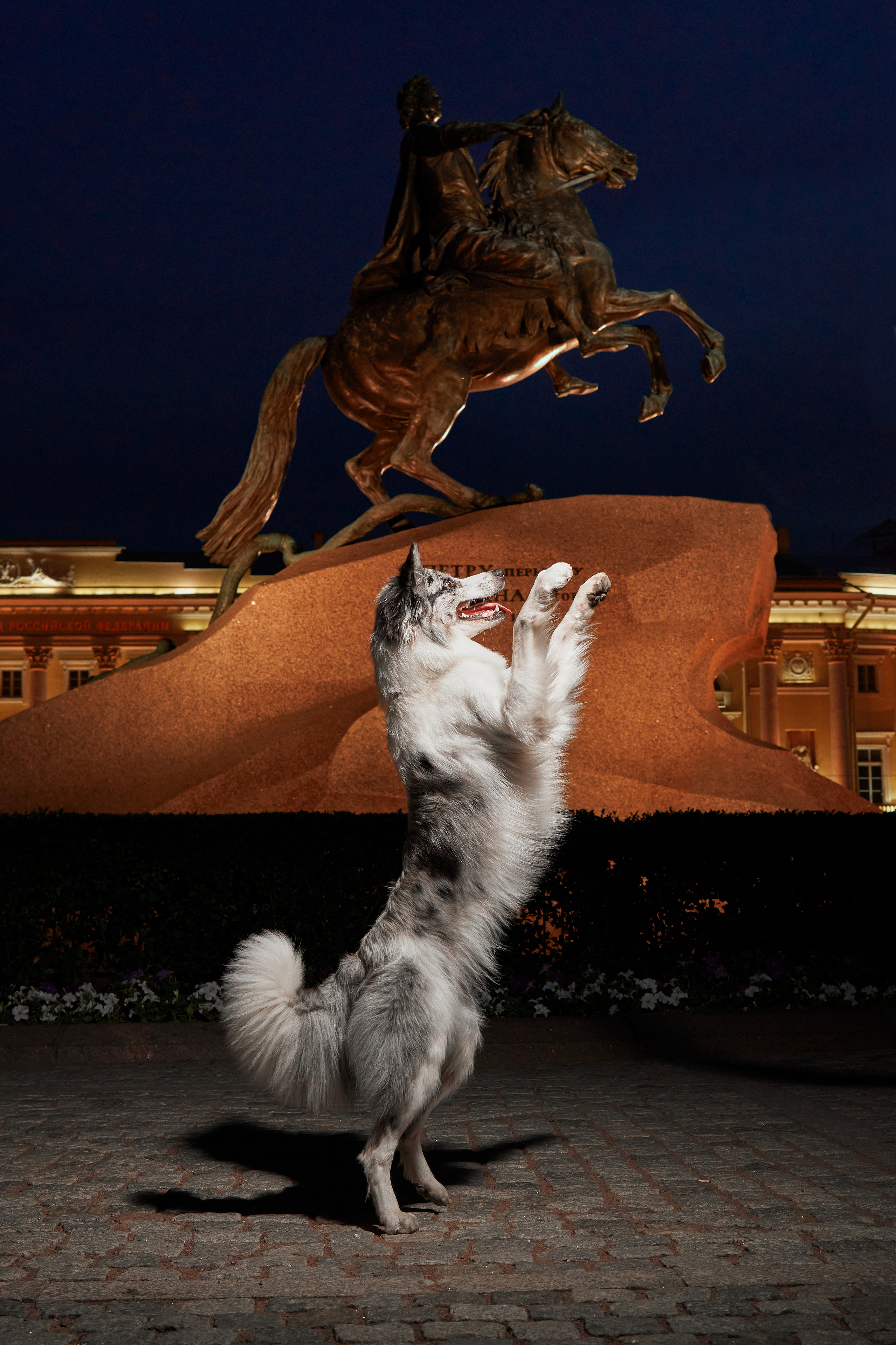 Анималистика. Выездные съемки. Фотограф людей и животных в Санкт-Петербурге Марина Бурмистрова