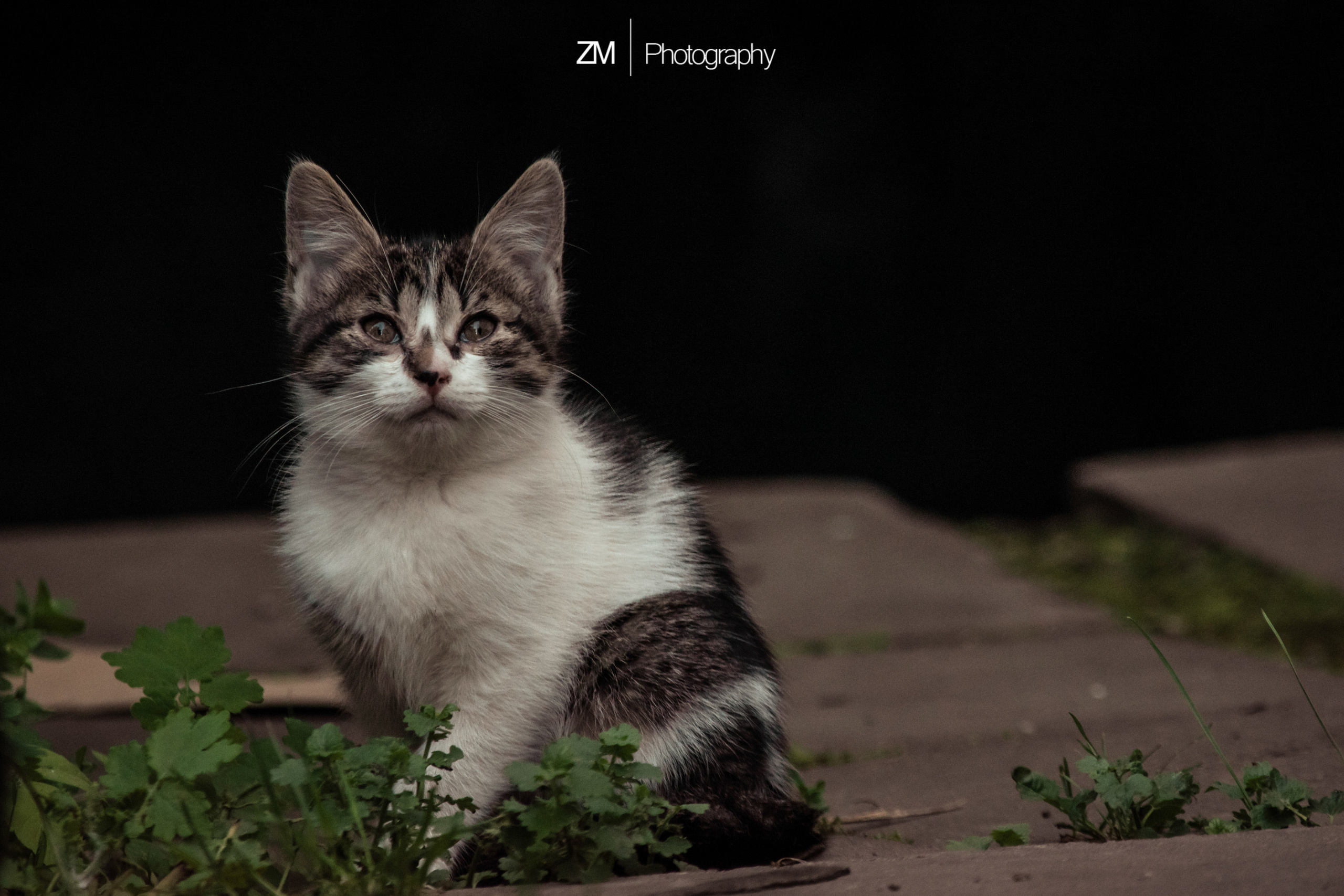 Фотоистории кошачьих. Фотограф людей и животных в Санкт-Петербурге Марина Бурмистрова